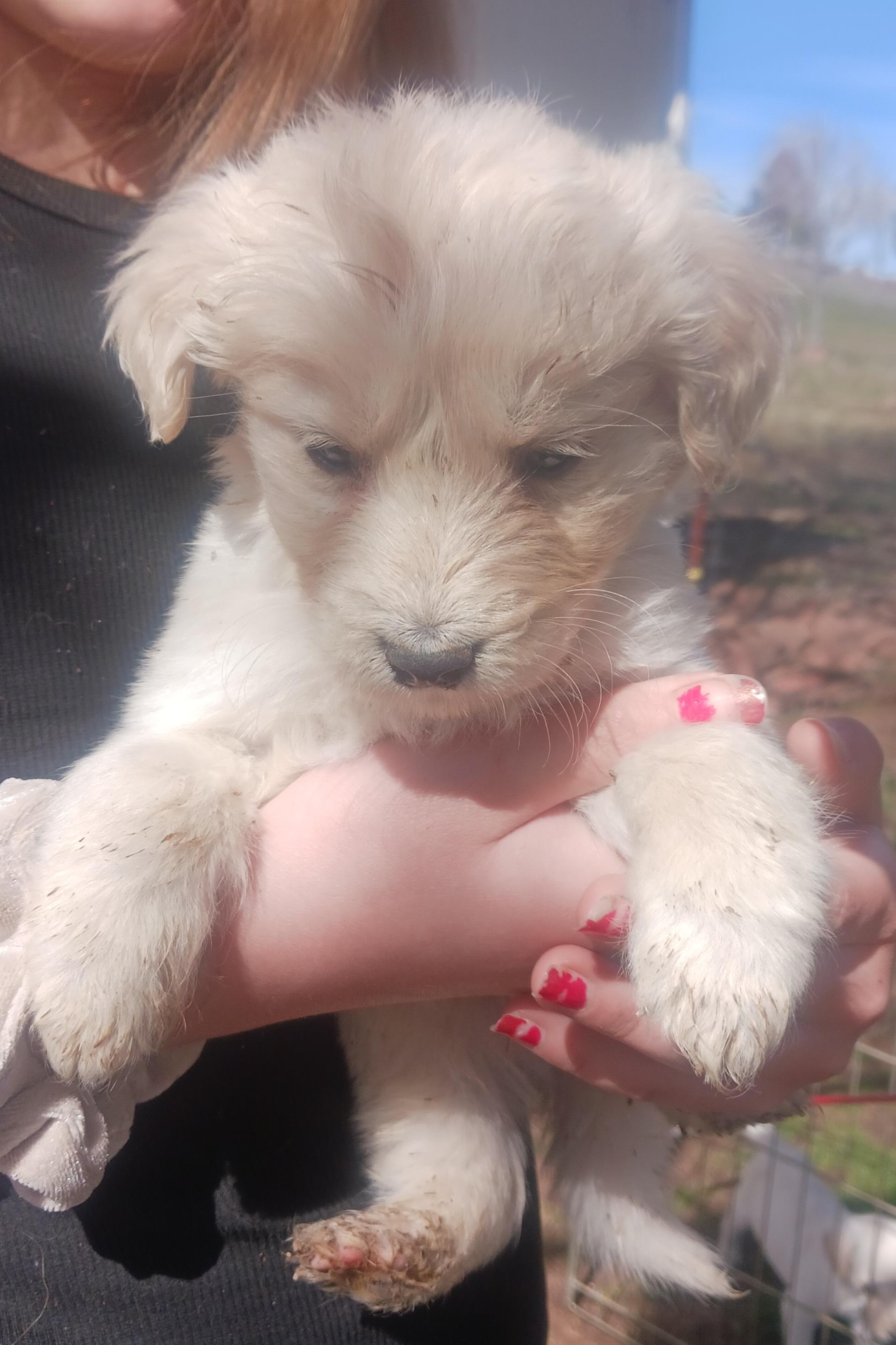 Captain Hook, Adopted, Puppy Male Husky & Dalmatian.