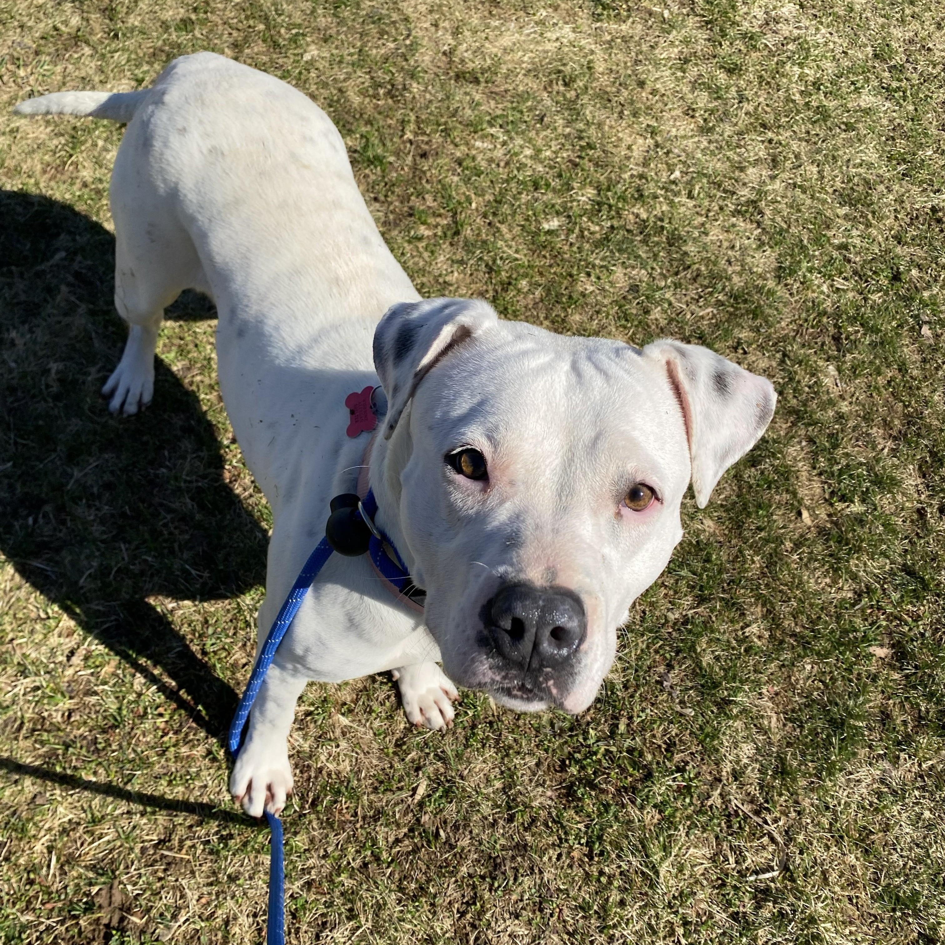 Enlarge Petal, a ADOPTABLE Pit Bull Terrier in Allegan, MI image 5/6