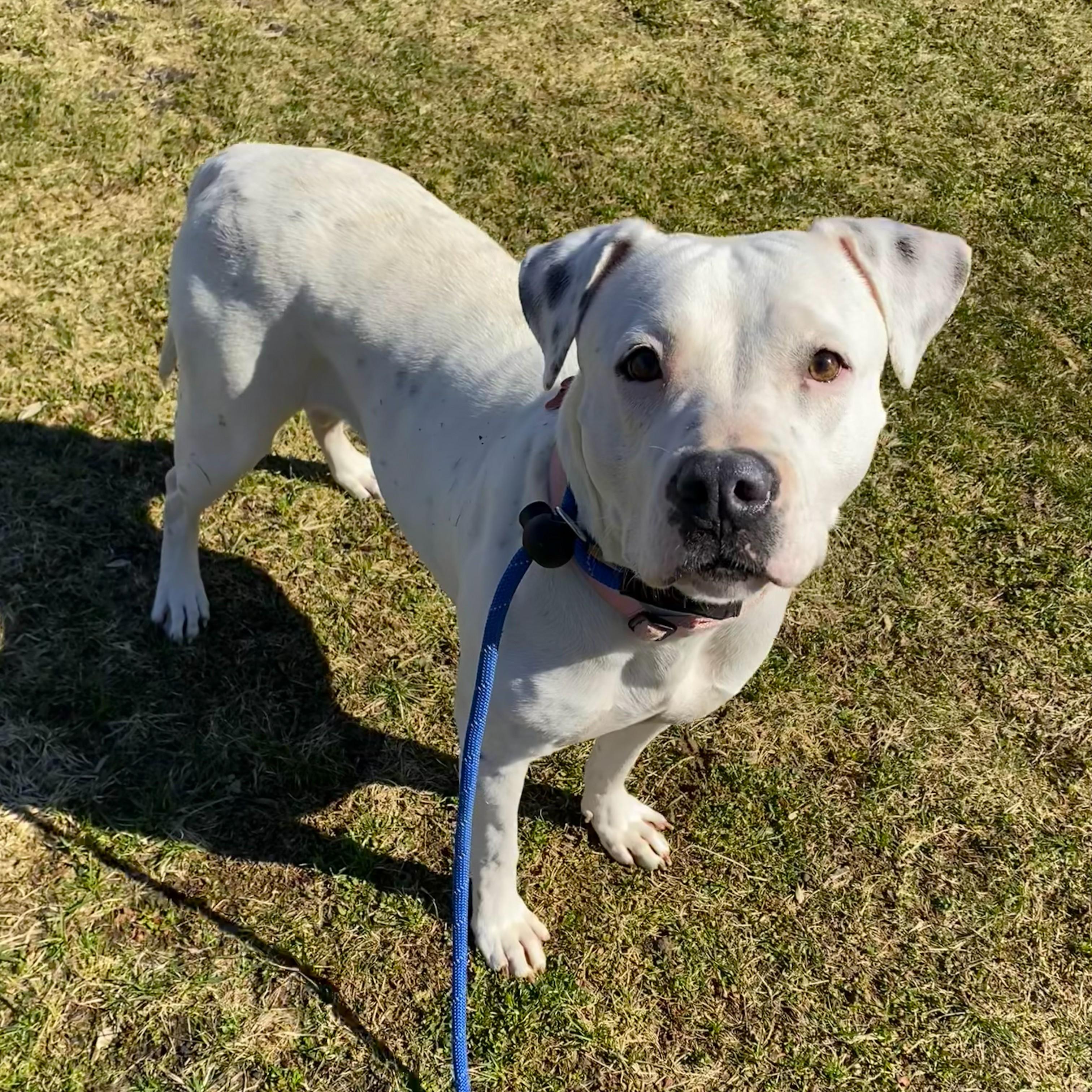 Enlarge Petal, a ADOPTABLE Pit Bull Terrier in Allegan, MI image 3/6