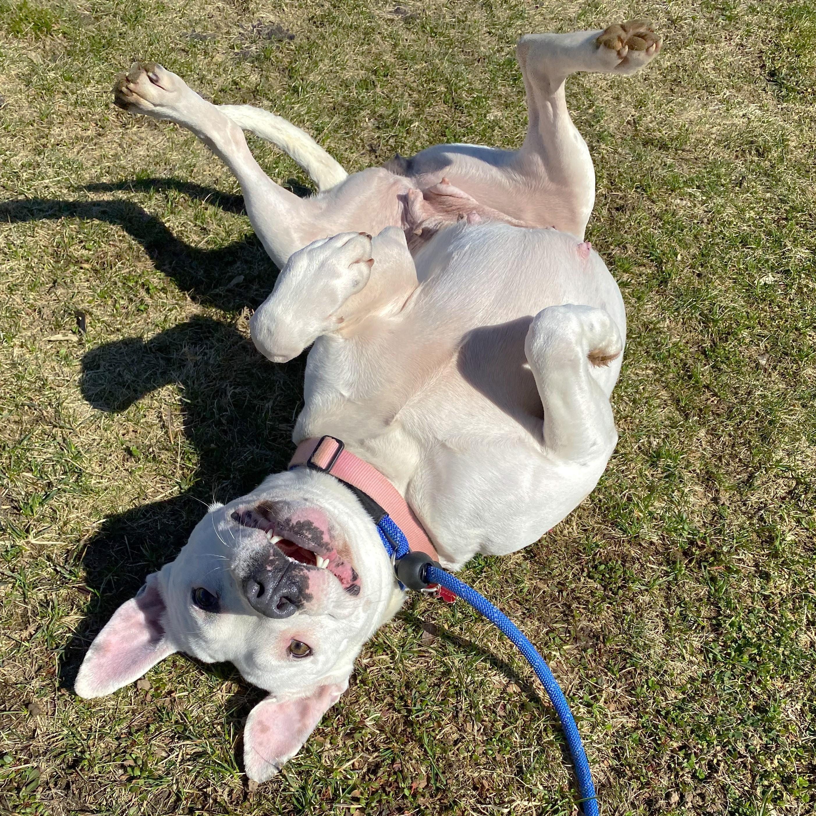 Enlarge Petal, a ADOPTABLE Pit Bull Terrier in Allegan, MI image 2/6