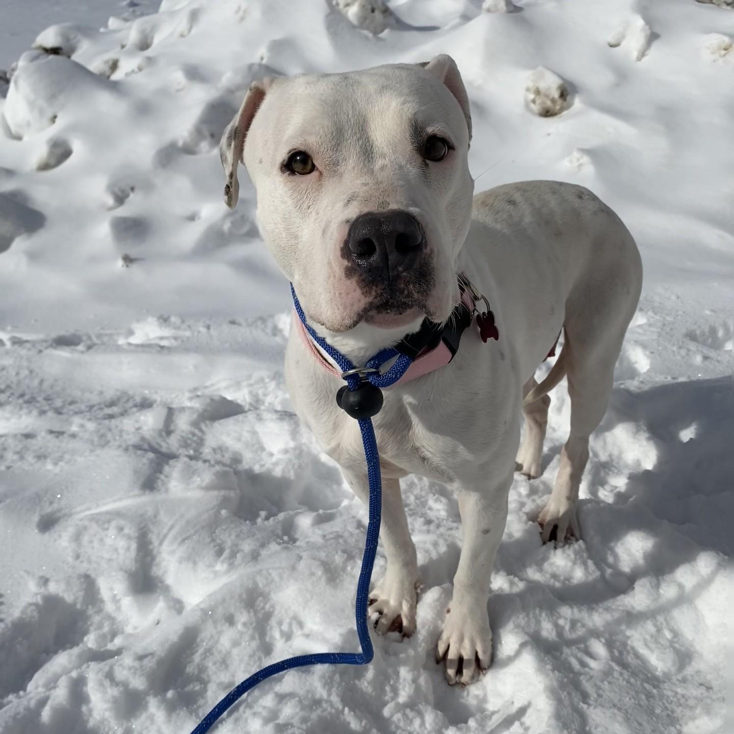 Enlarge Petal, a ADOPTABLE Pit Bull Terrier in Allegan, MI image 6/6