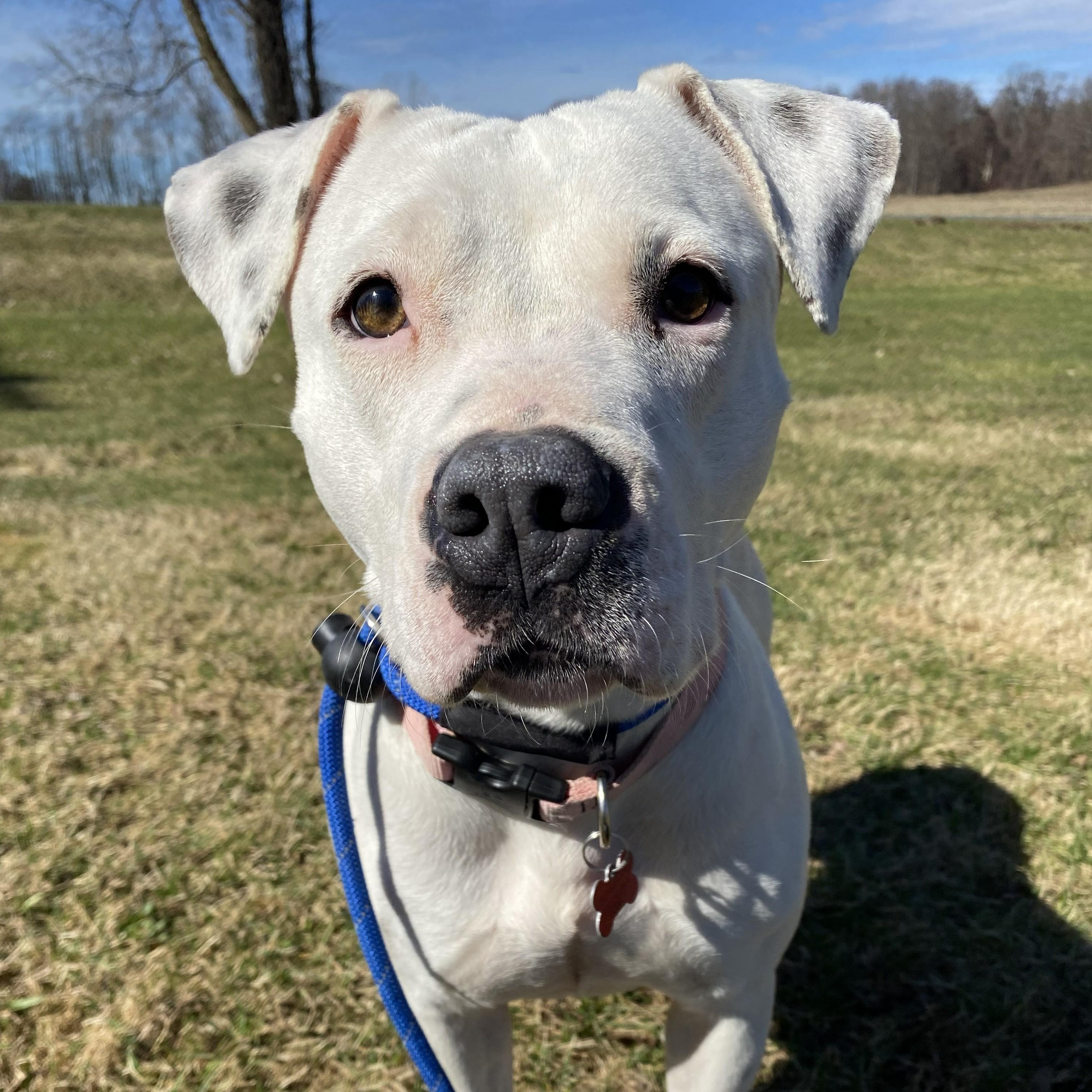 Enlarge Petal, a ADOPTABLE Pit Bull Terrier in Allegan, MI image 1/6