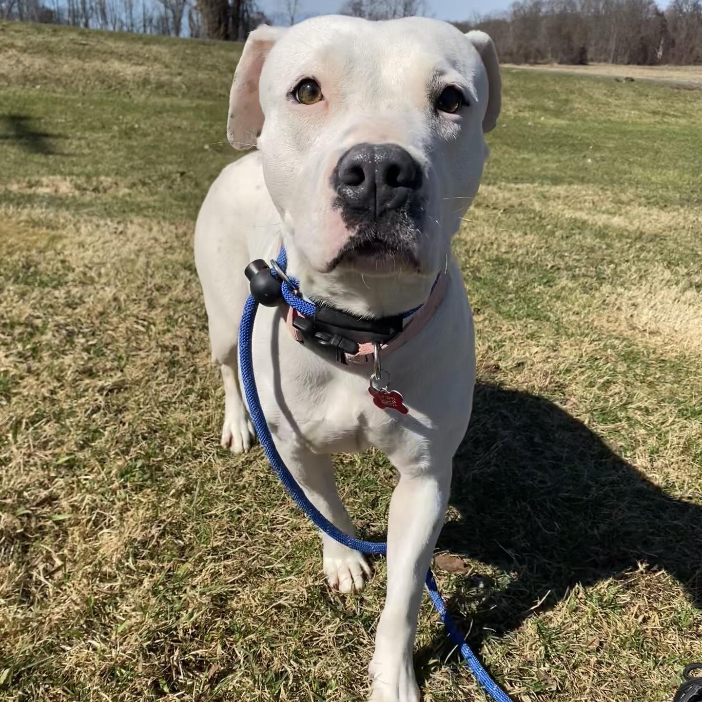 Enlarge Petal, a ADOPTABLE Pit Bull Terrier in Allegan, MI image 4/6