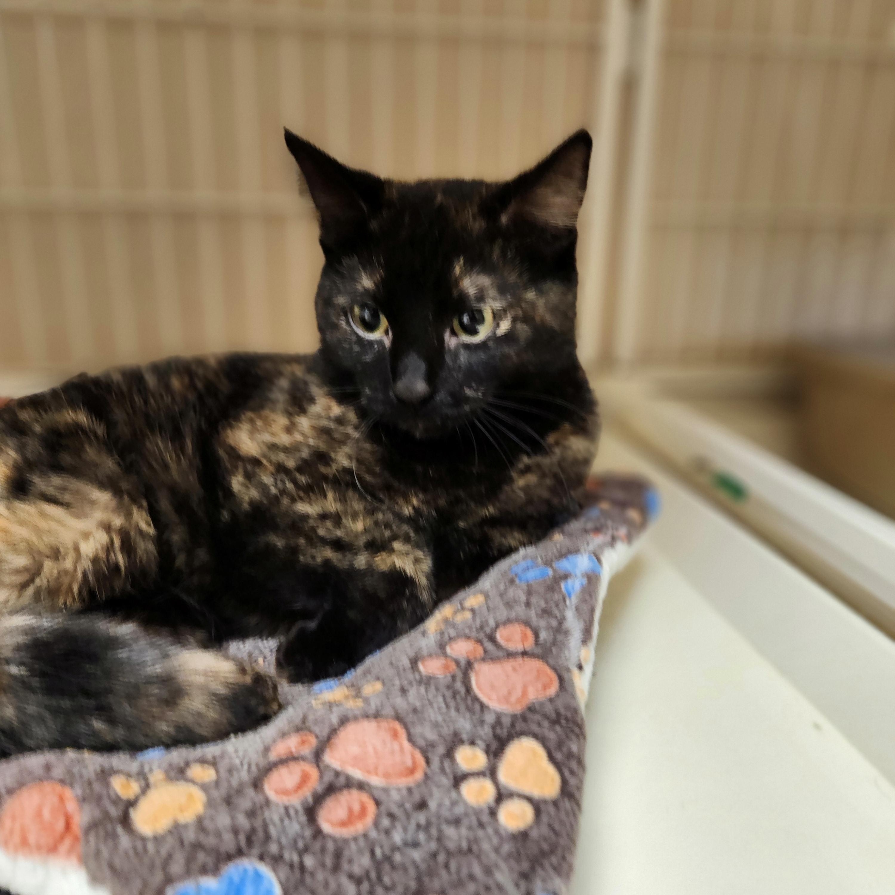 Kora, ADOPTABLE, Adult Female Tortoiseshell.