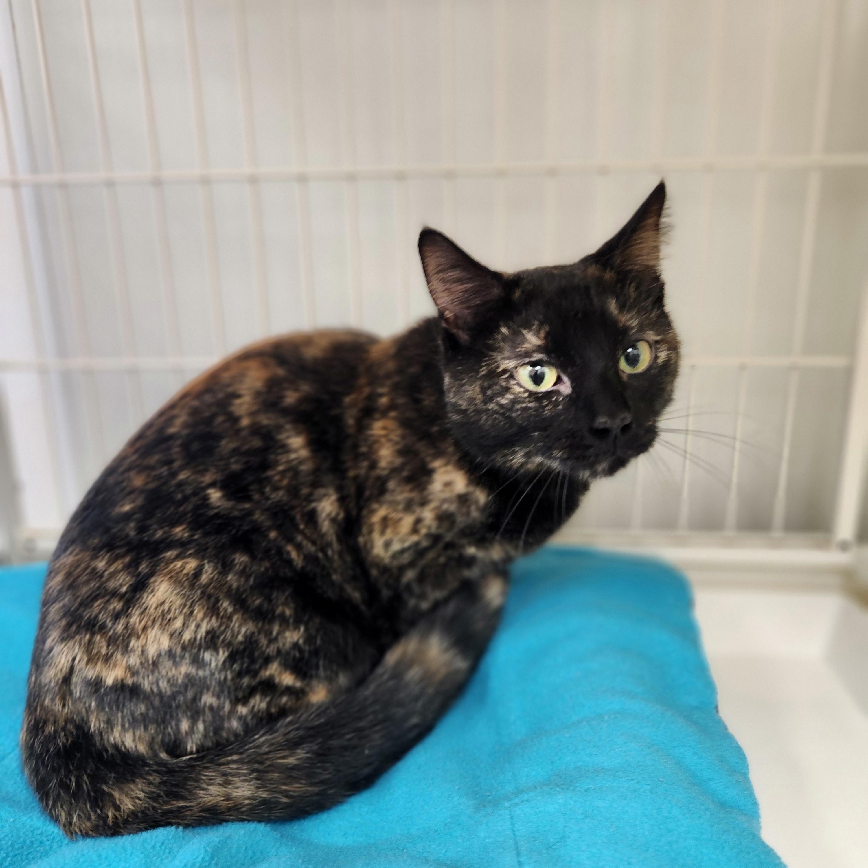 Enlarge Kora, a ADOPTABLE Tortoiseshell in Waupun, WI image 3/4