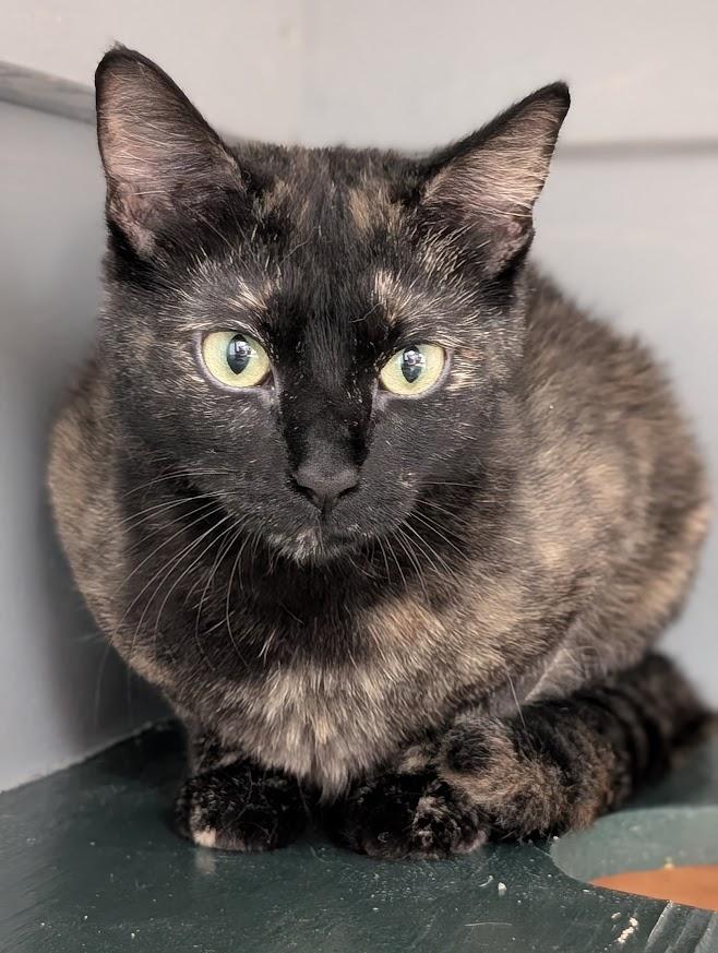 Enlarge Kora, a Adoptable Tortoiseshell in Waupun, WI image 3/4
