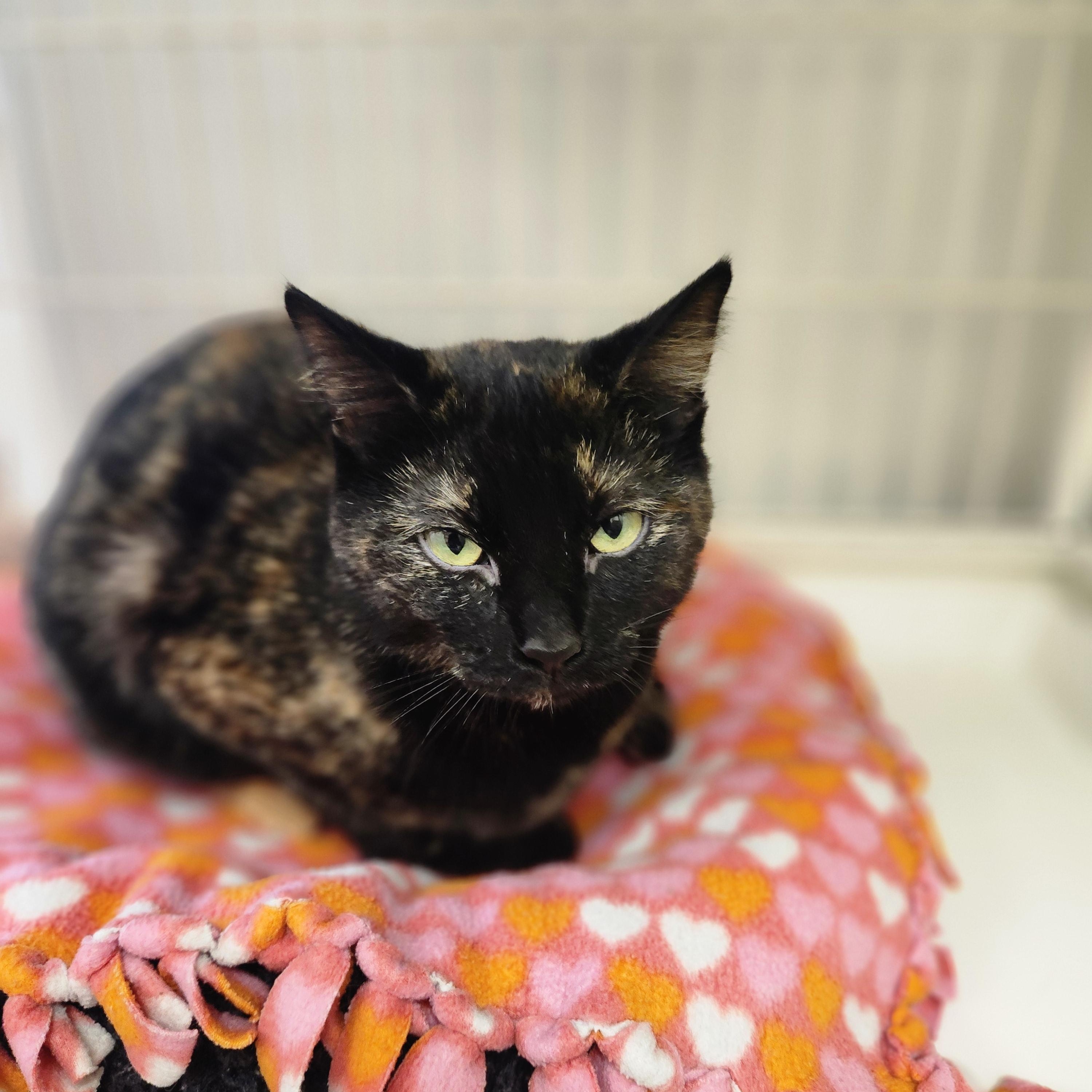 Enlarge Kora, a ADOPTABLE Tortoiseshell in Waupun, WI image 4/4