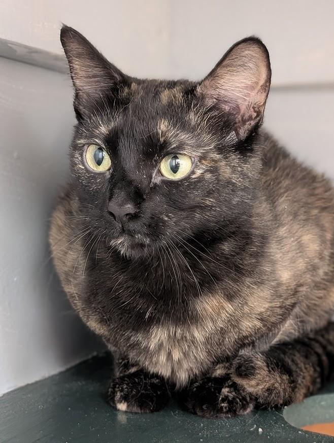 Enlarge Kora, a Adoptable Tortoiseshell in Waupun, WI image 4/4