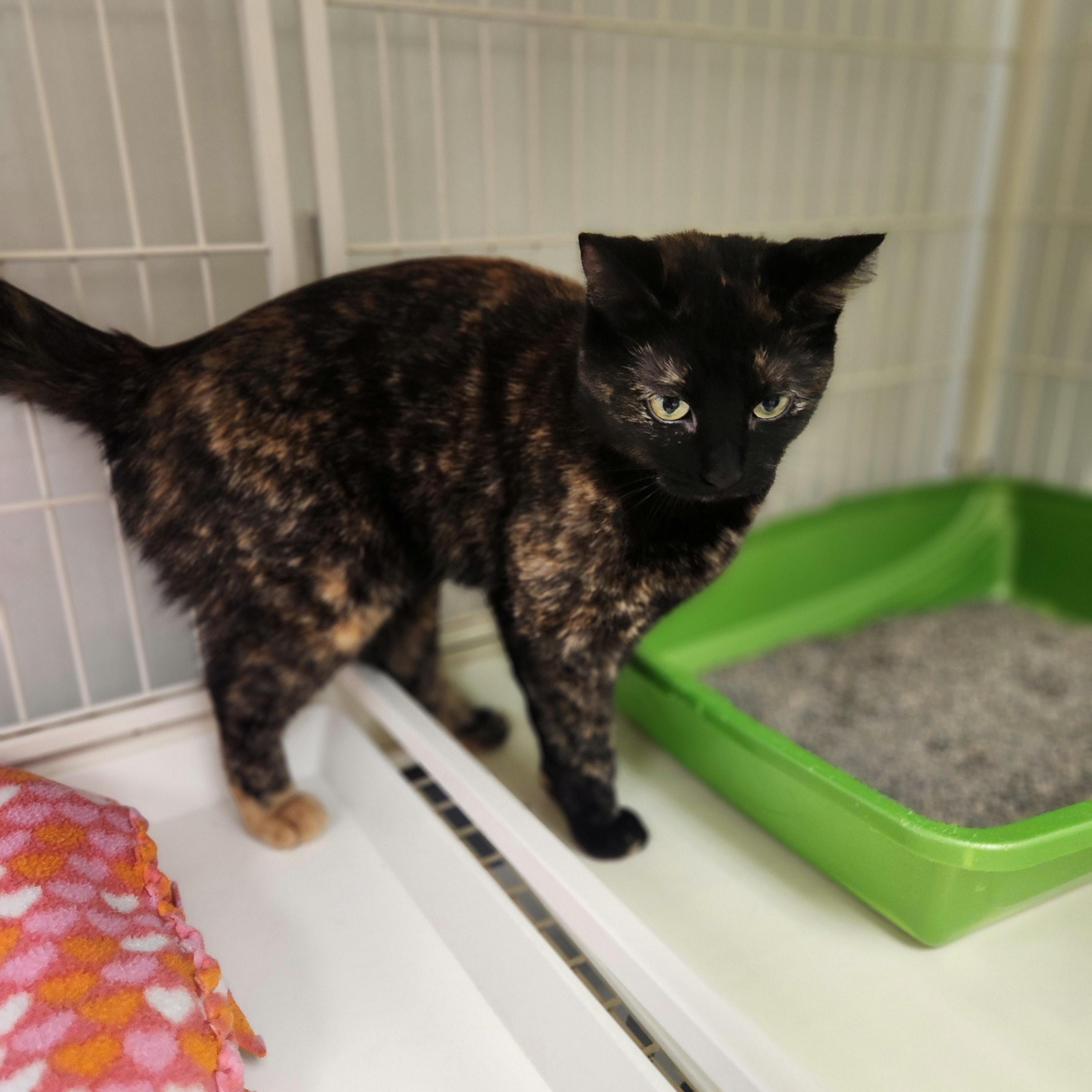 Enlarge Kora, a ADOPTABLE Tortoiseshell in Waupun, WI image 2/4