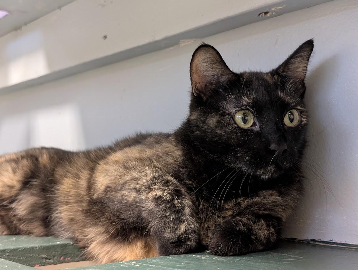 Enlarge Kora, a Adoptable Tortoiseshell in Waupun, WI image 2/4