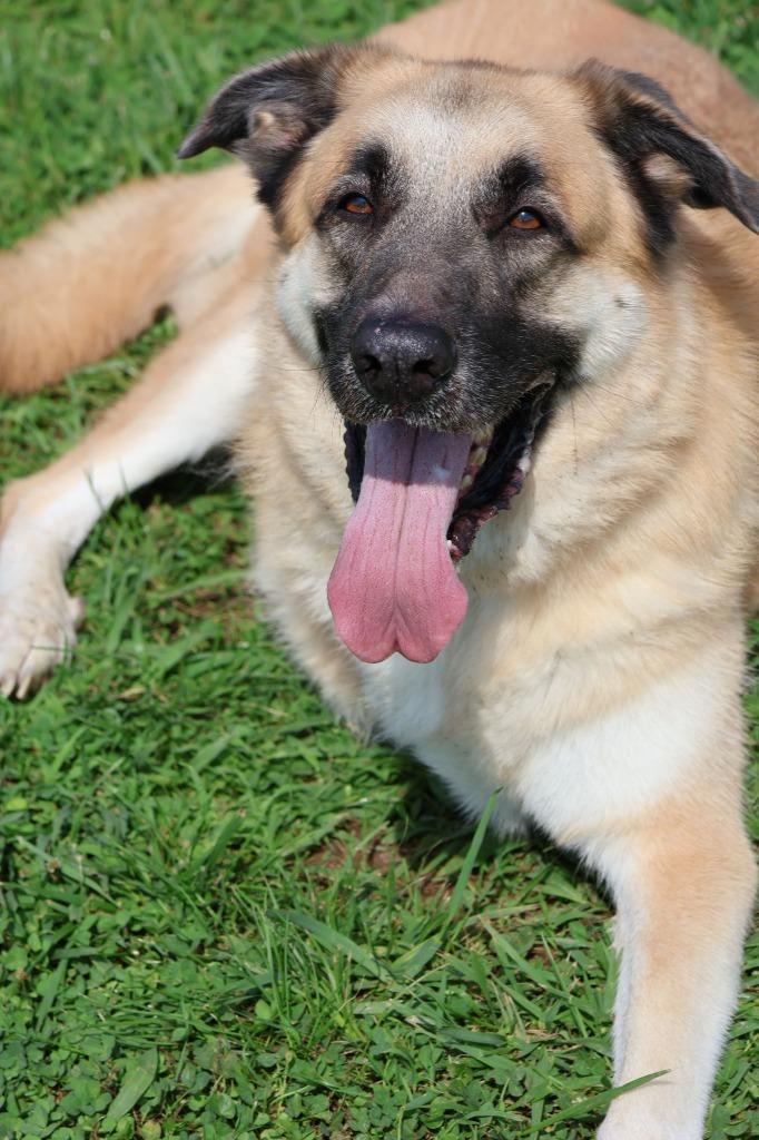 Hemi, Adoptable, Adult Male Mixed Breed.