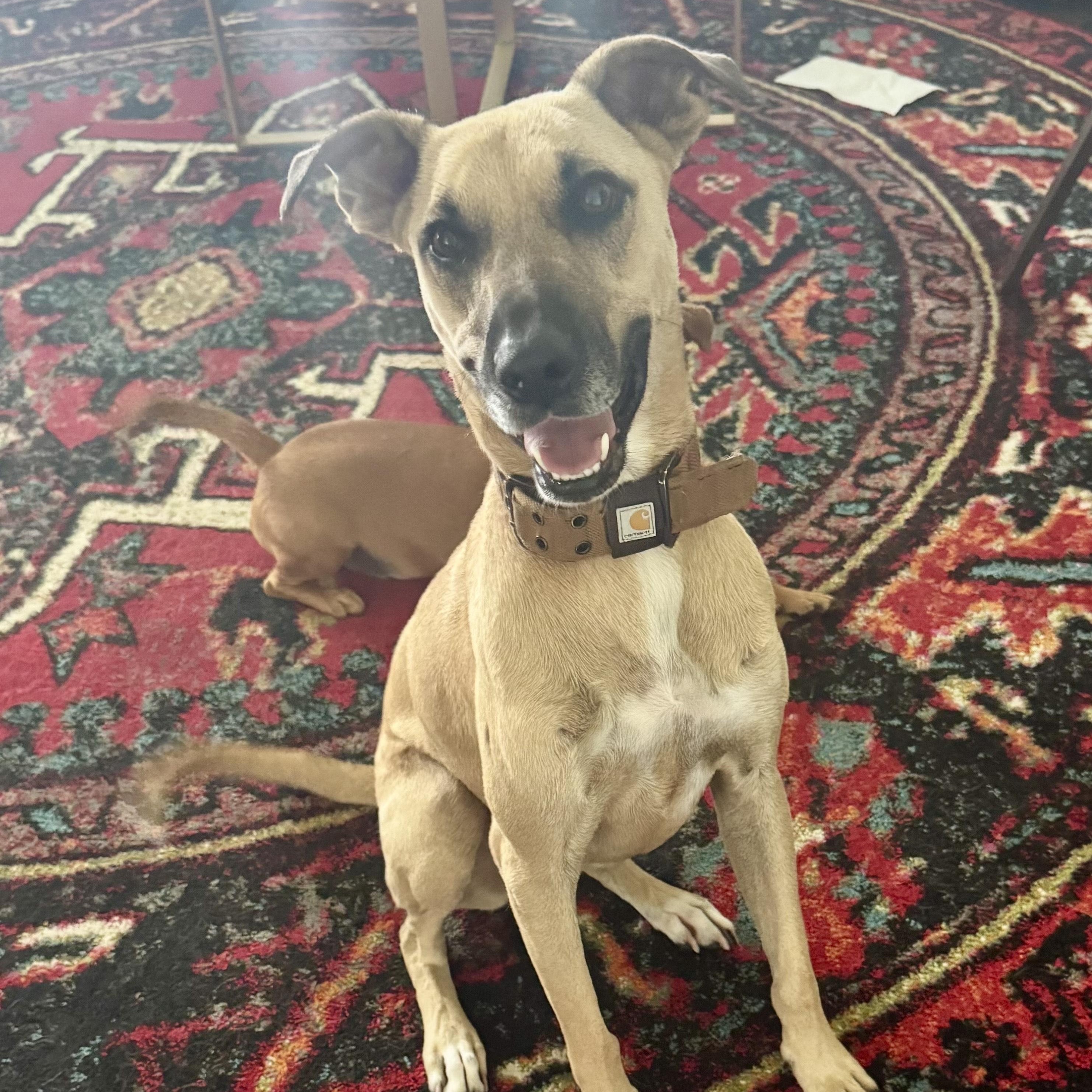 Penny, Young Female Black Mouth Cur
