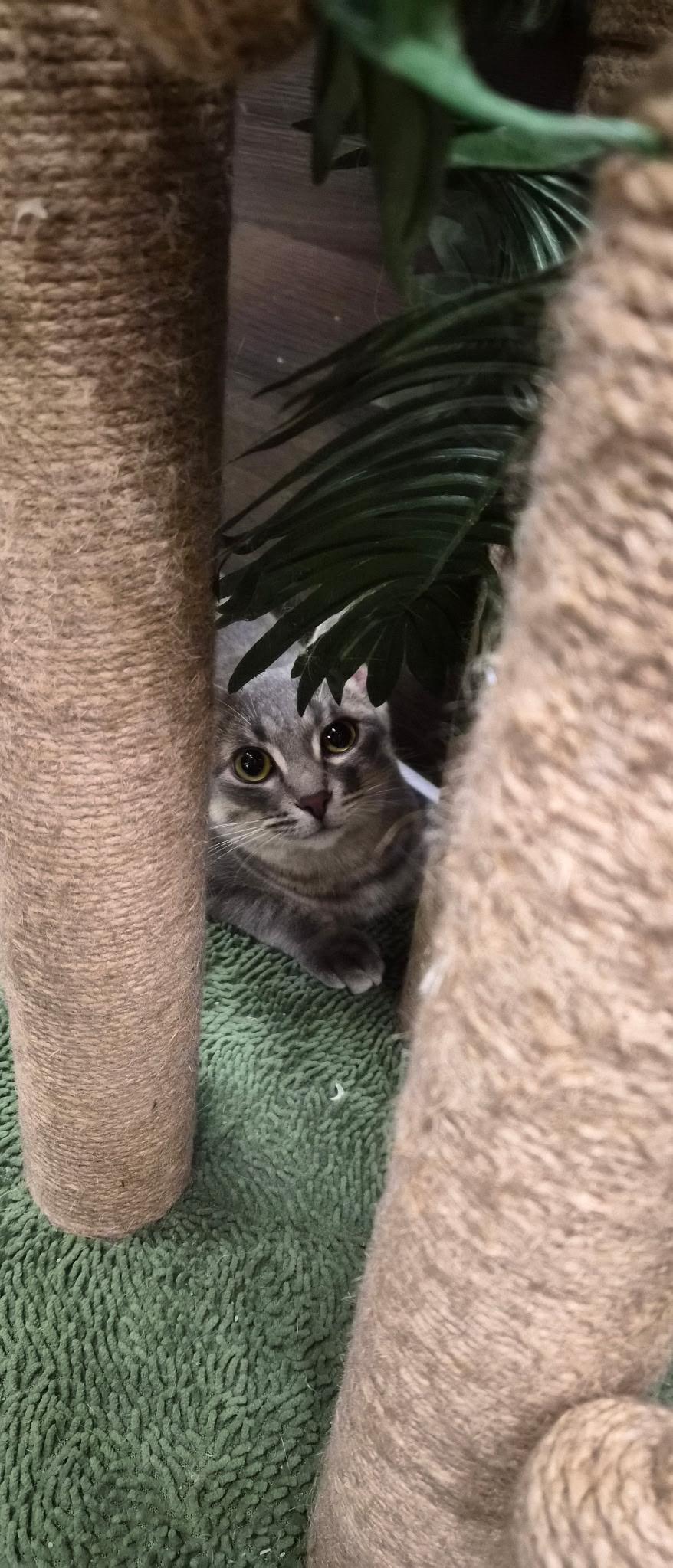 Enlarge Bagel , an adopted Domestic Short Hair in Belleville, IL image 2/4