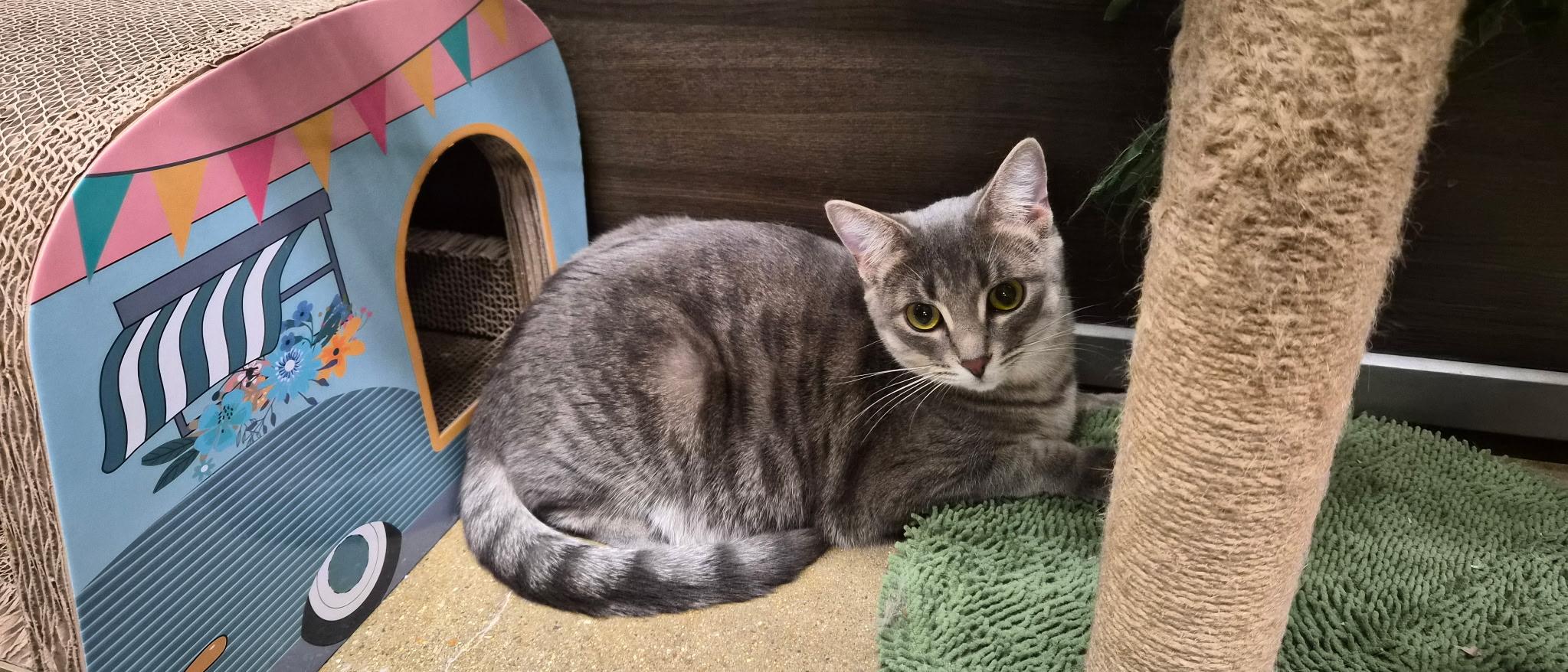 Enlarge Bagel , an adopted Domestic Short Hair in Belleville, IL image 3/4