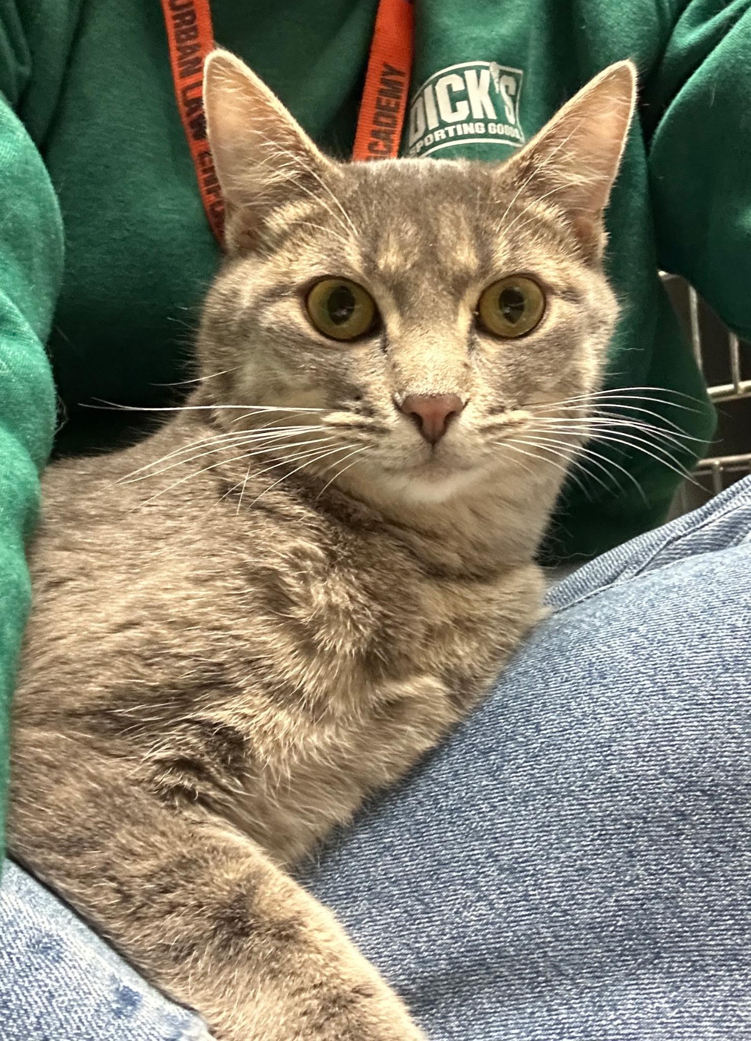 Enlarge Bagel , an adopted Domestic Short Hair in Belleville, IL image 1/4