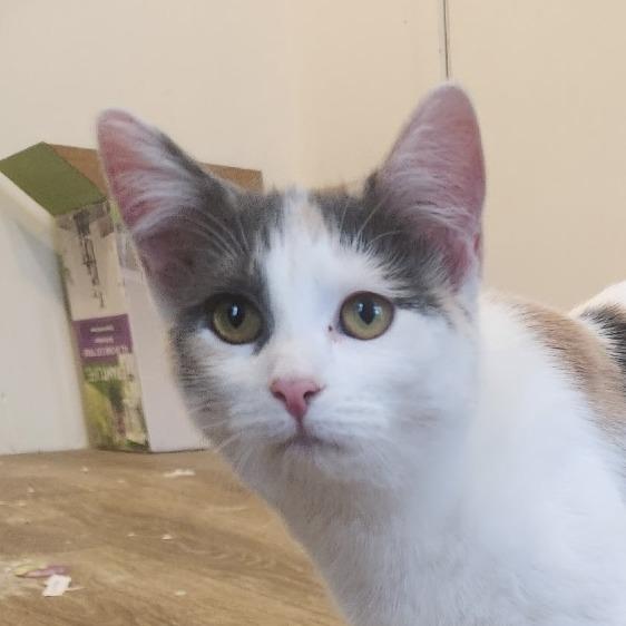 Persephone, a Adoptable mixed breed in Grand Rapids, MN image 1/6