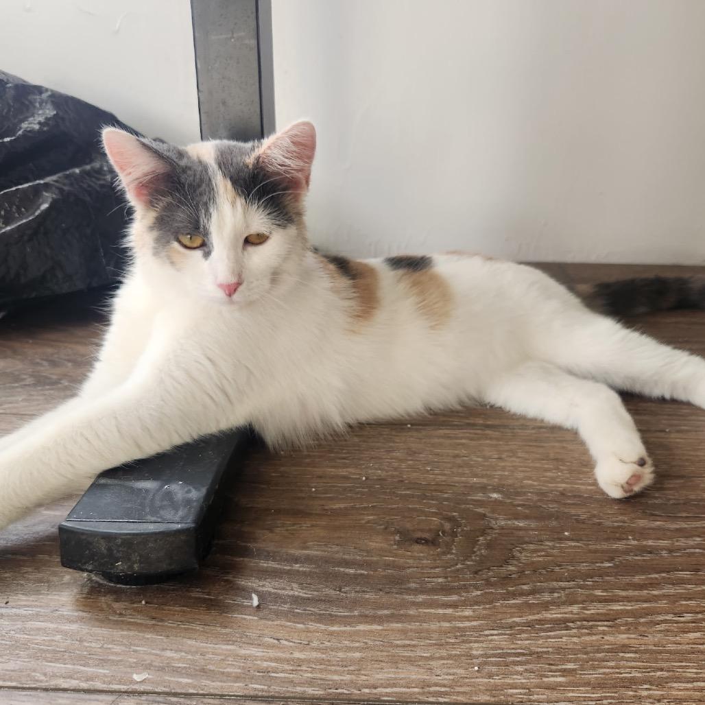 Persephone, a Adoptable mixed breed in Grand Rapids, MN image 6/6