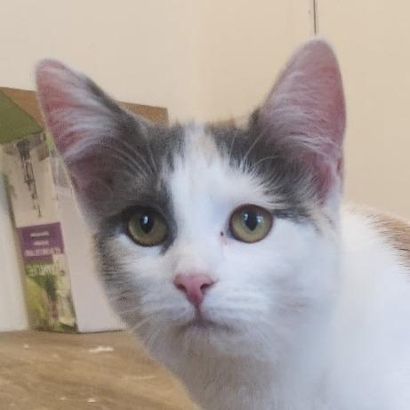 Enlarge Persephone, a Adoptable mixed breed in Grand Rapids, MN image 1/6