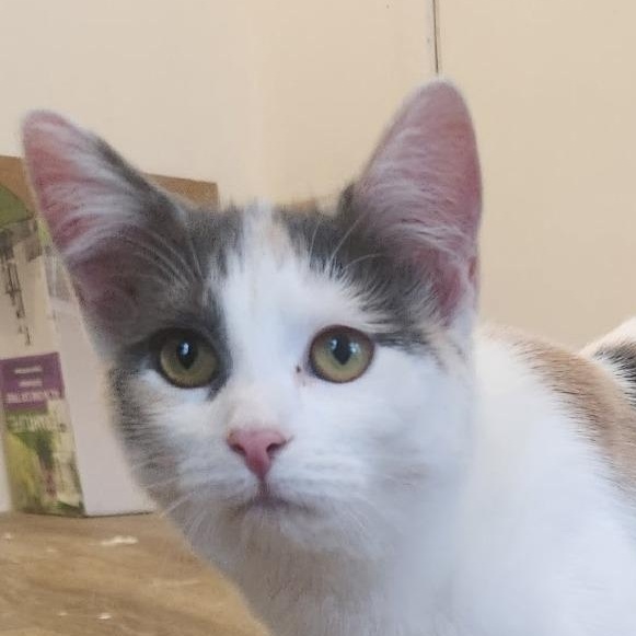 Persephone, Adoptable, Young Female Domestic Short Hair & Domestic Short Hair.