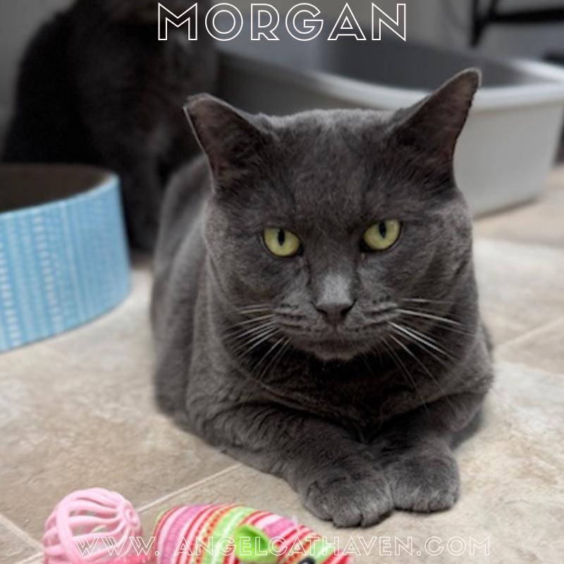 Morgan (Mom), ADOPTABLE, Adult Female Domestic Short Hair.