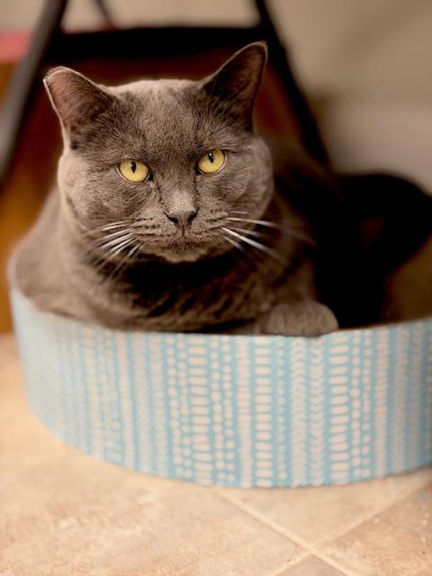 Enlarge Morgan (Mom), a ADOPTABLE Domestic Short Hair in Plainville, MA image 2/3
