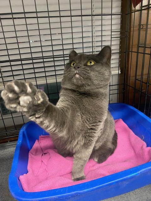 Enlarge Morgan (Mom), a ADOPTABLE Domestic Short Hair in Plainville, MA image 3/3