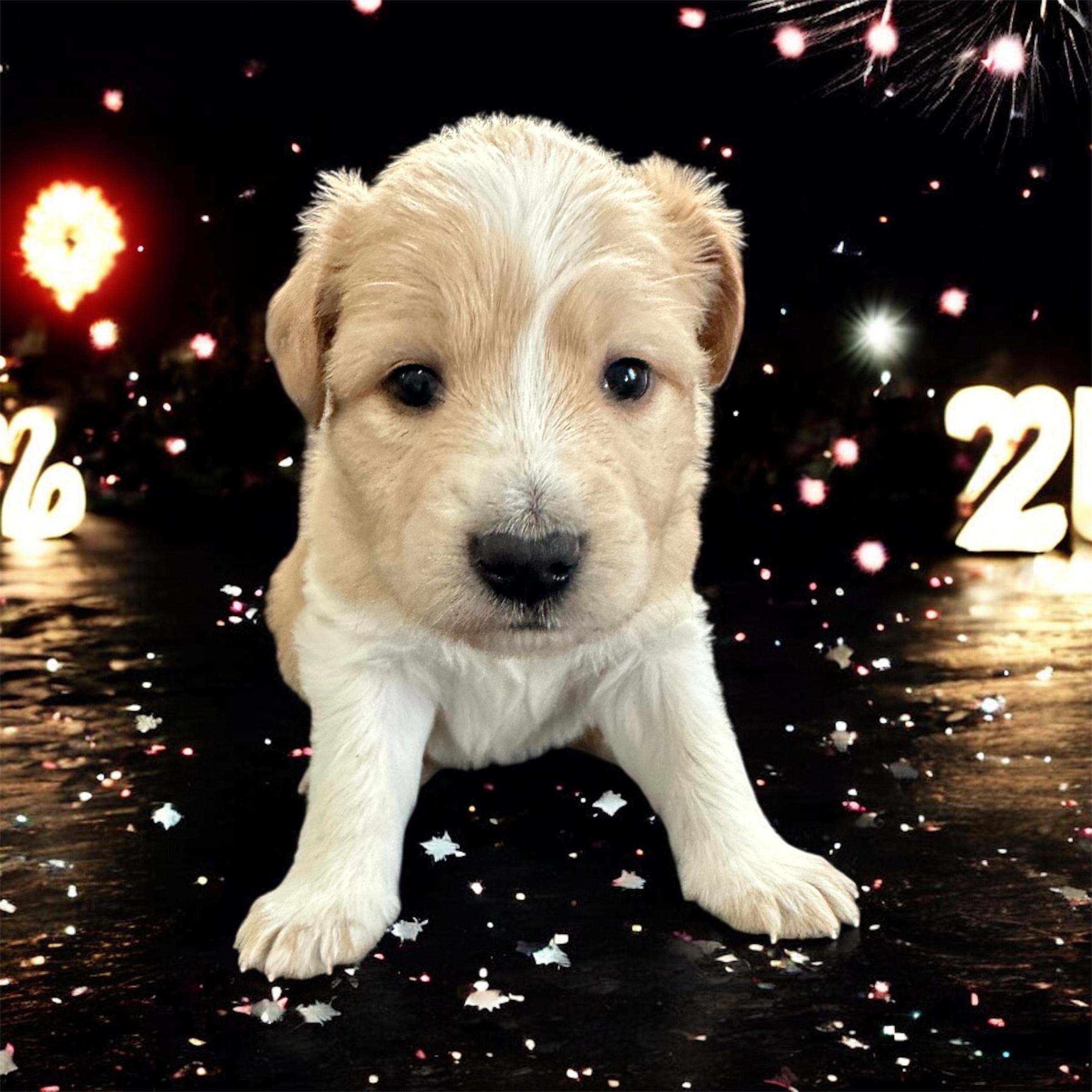 Enlarge Marcy, a ADOPTABLE Mixed Breed in Rochester , NY image 4/5