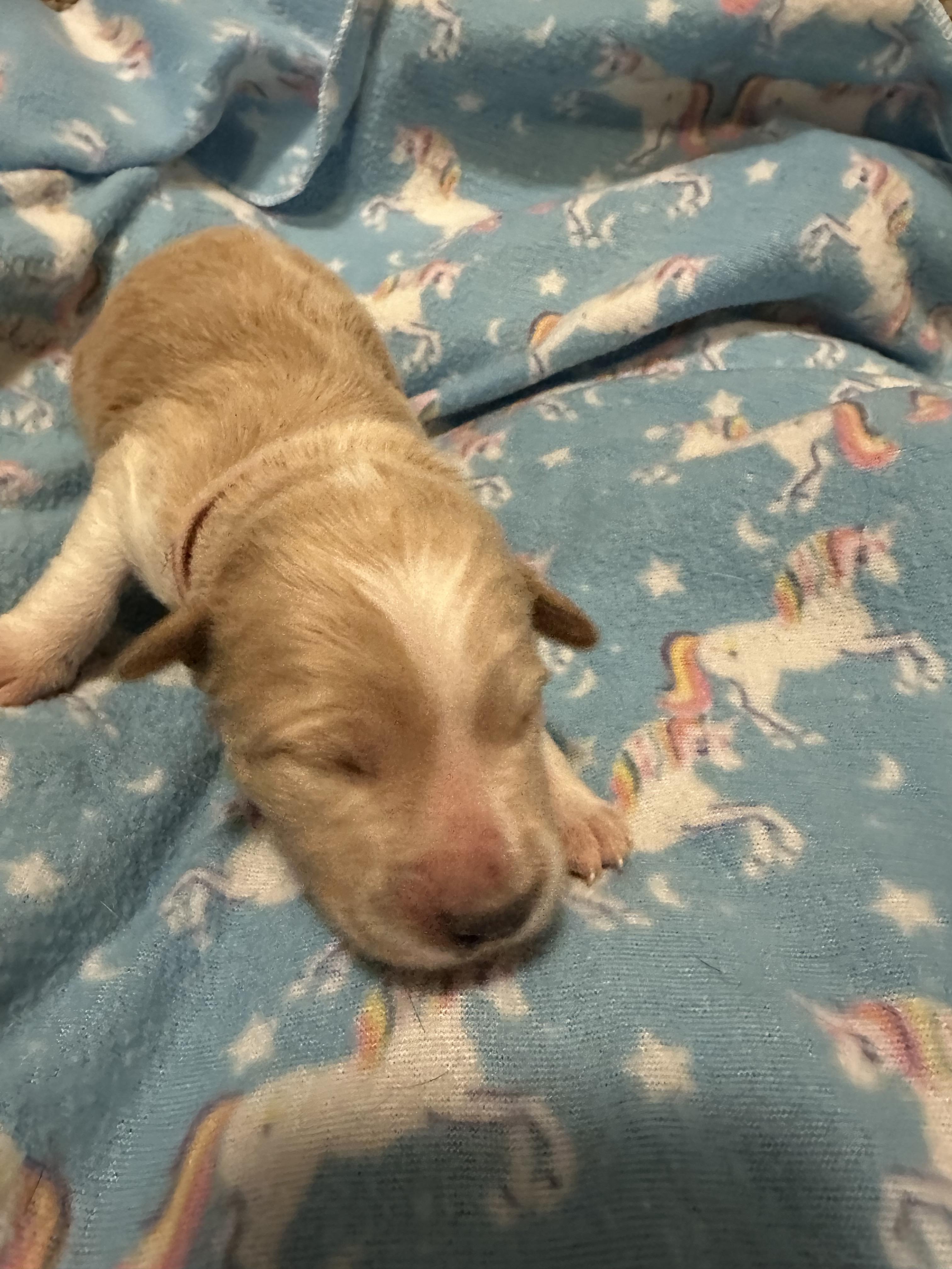 Enlarge Marcy, a ADOPTABLE Mixed Breed in Rochester , NY image 5/5