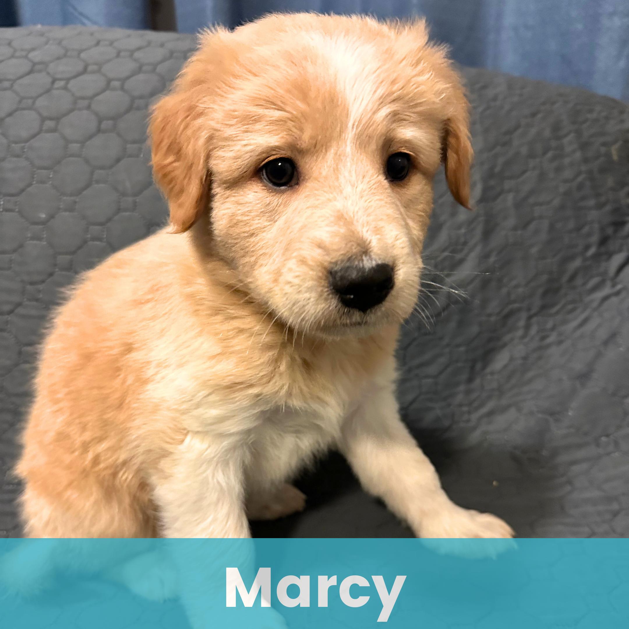 Enlarge Marcy, a ADOPTABLE Mixed Breed in Rochester , NY image 1/5