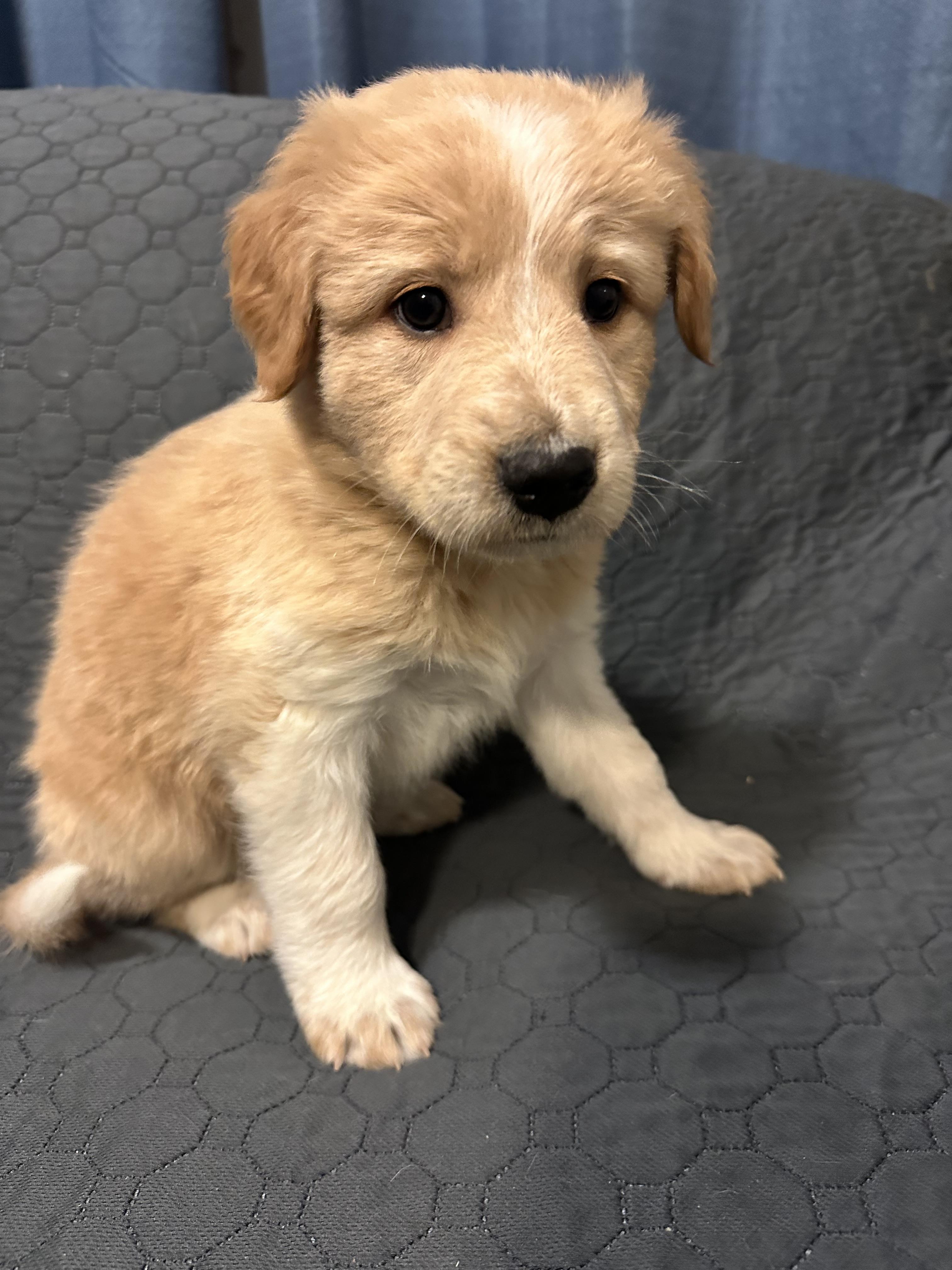 Enlarge Marcy, a ADOPTABLE Mixed Breed in Rochester , NY image 2/5