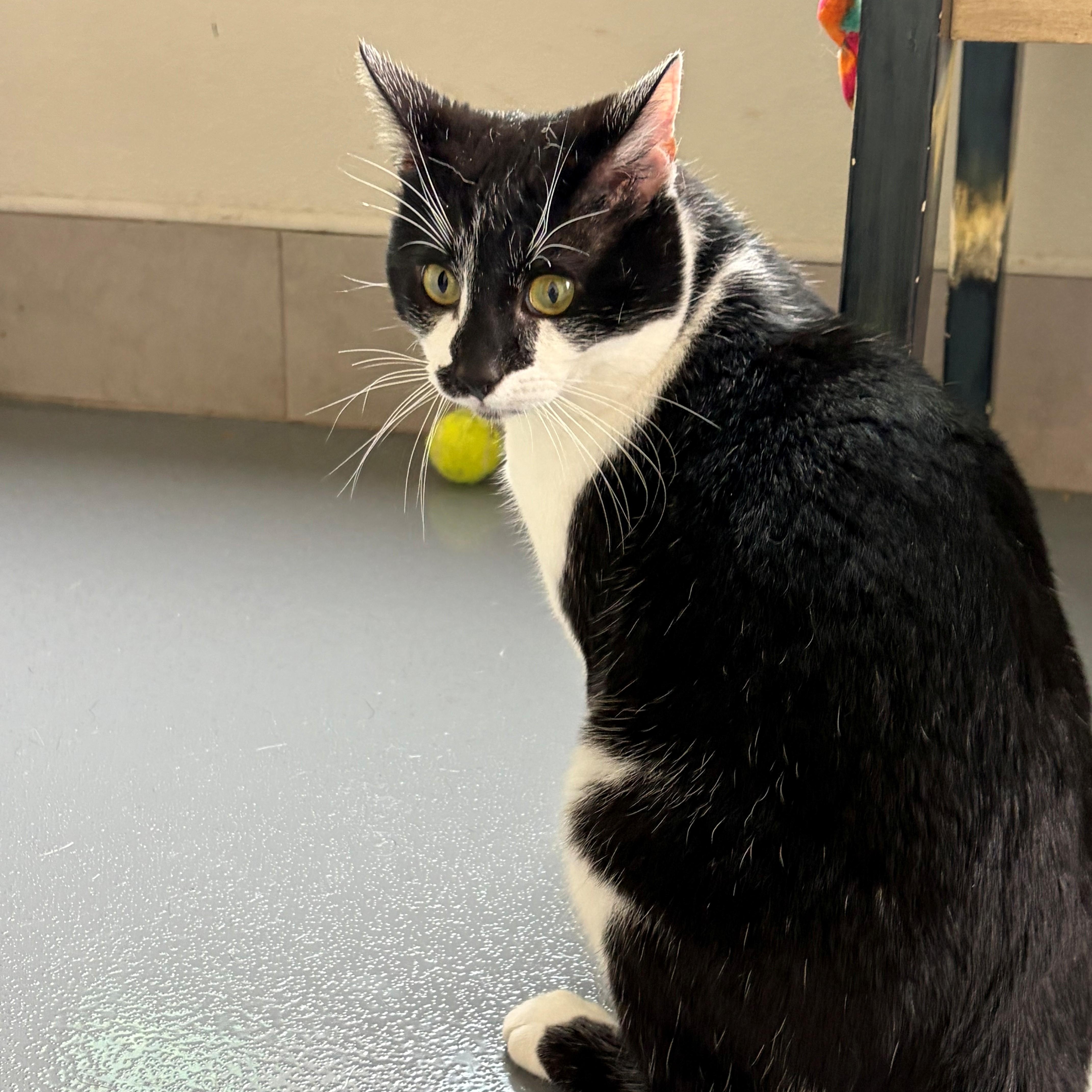 Domino — thumbnail 3