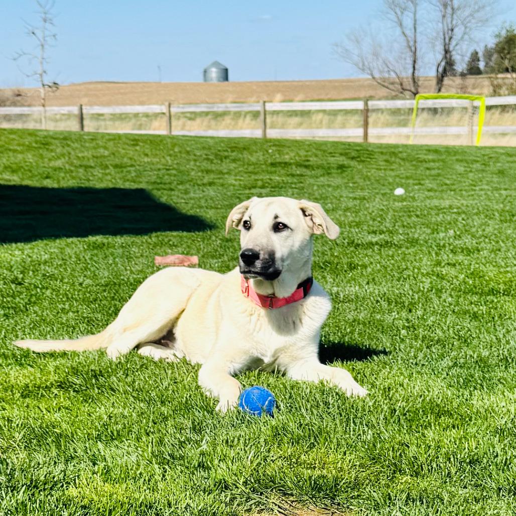 Nala, Adoptable, Young Female Mixed Breed.