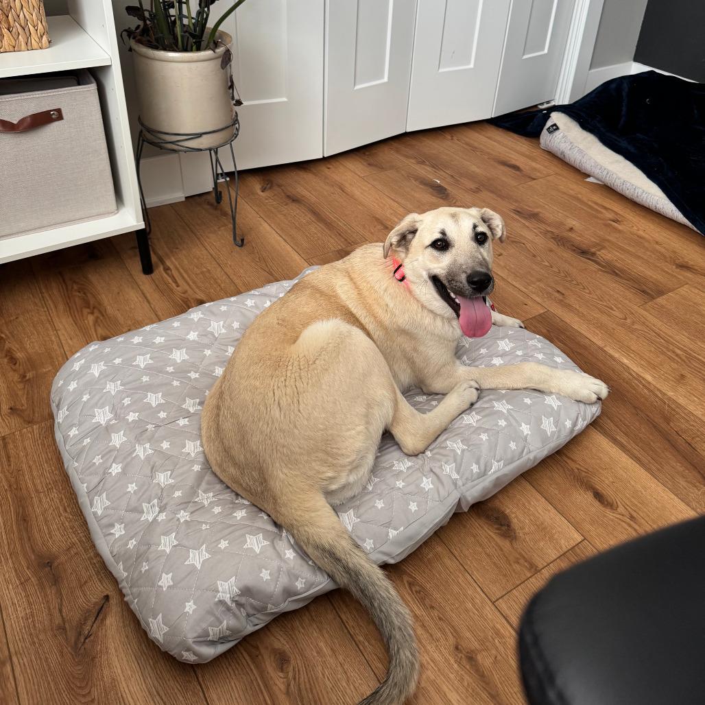 Enlarge Nala, a Adoptable Mixed Breed in Boone, IA image 2/6