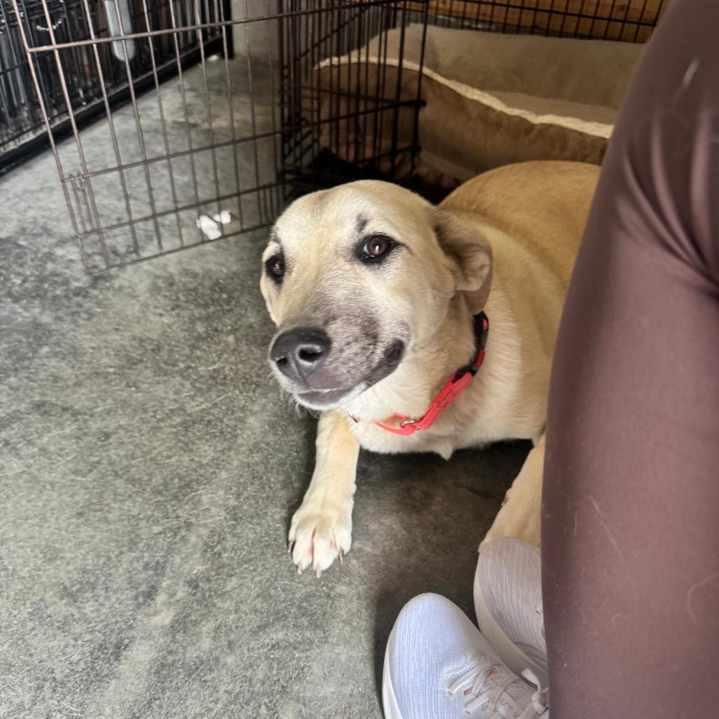 Enlarge Nala, a Adoptable Mixed Breed in Boone, IA image 3/6