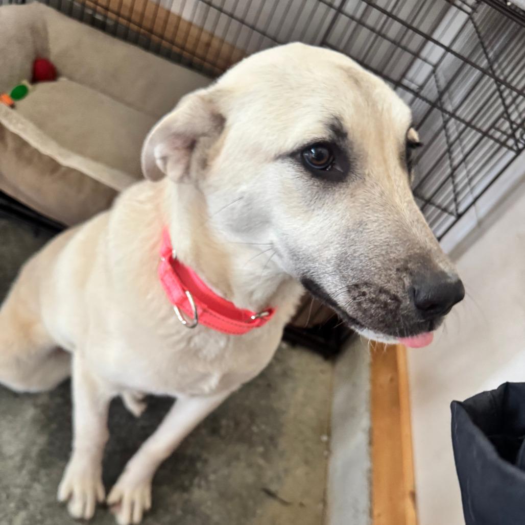 Enlarge Nala, a Adoptable Mixed Breed in Boone, IA image 5/6