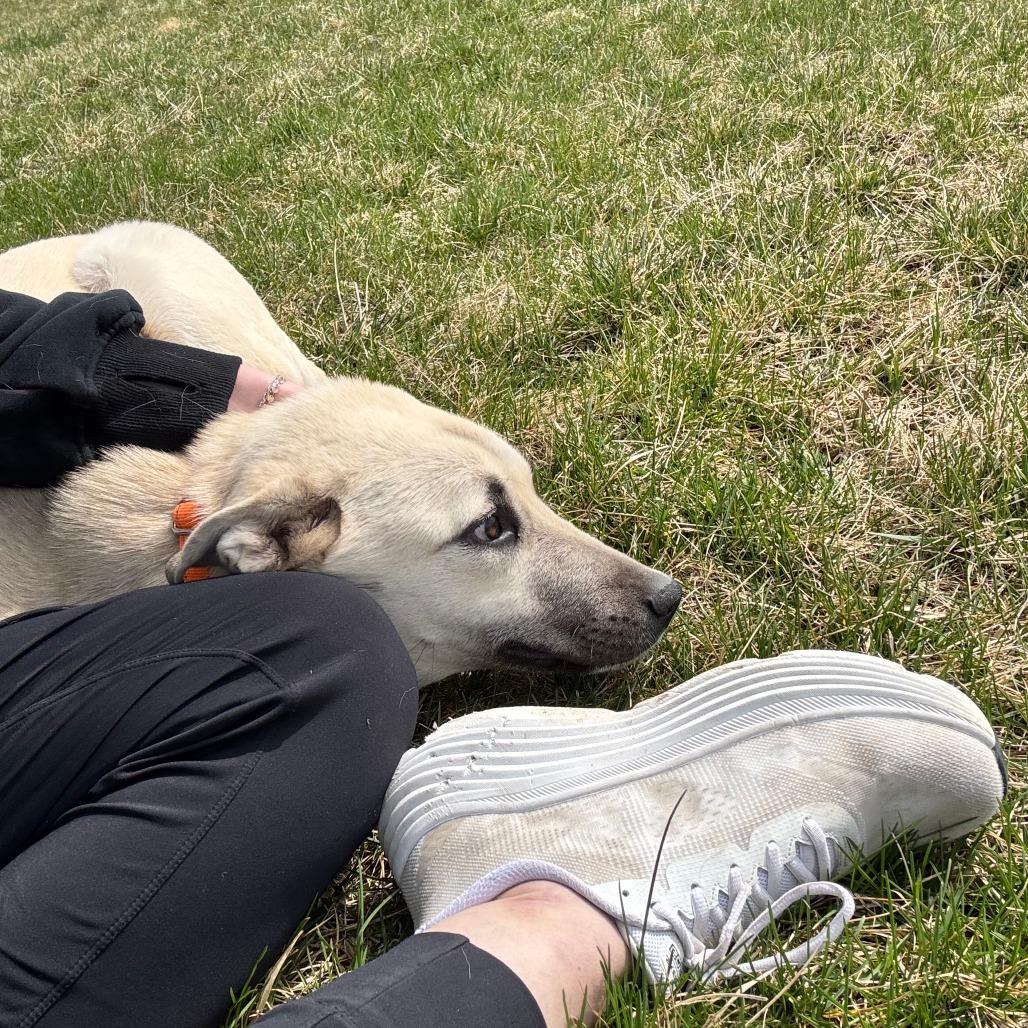 Enlarge Nala, a Adoptable Mixed Breed in Boone, IA image 6/6
