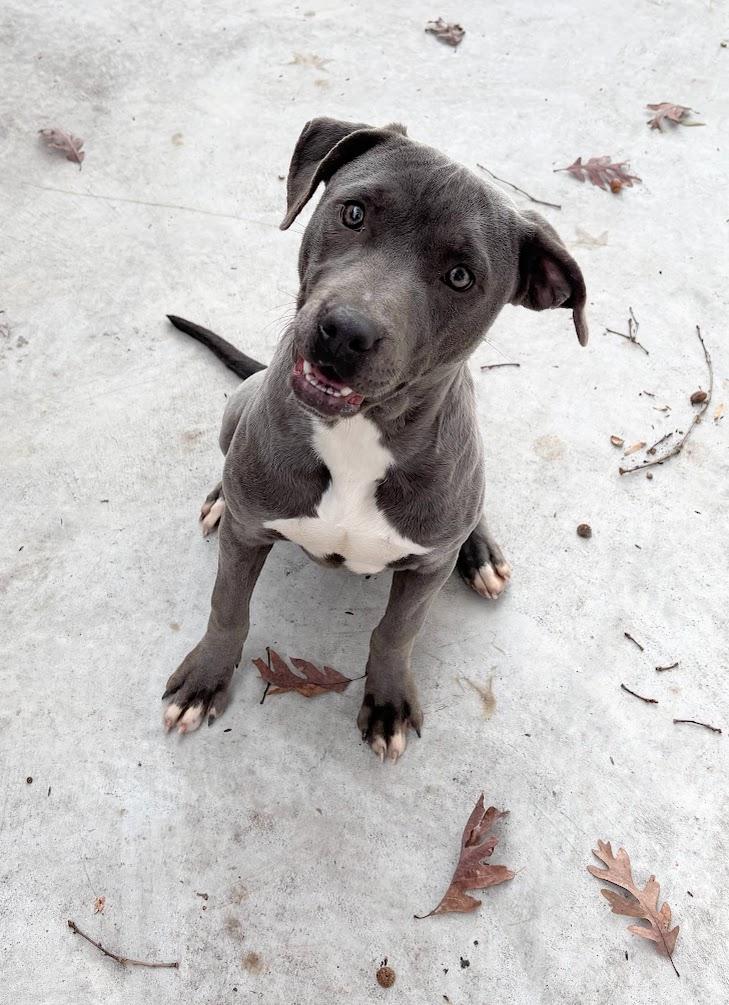 Sweetie (25-D0487), Adoptable, Young Female Pit Bull Terrier.