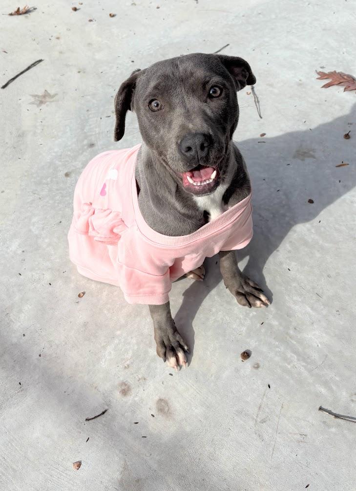 Enlarge Sweetie (25-D0487), a Adoptable Pit Bull Terrier in Laurinburg, NC image 2/4