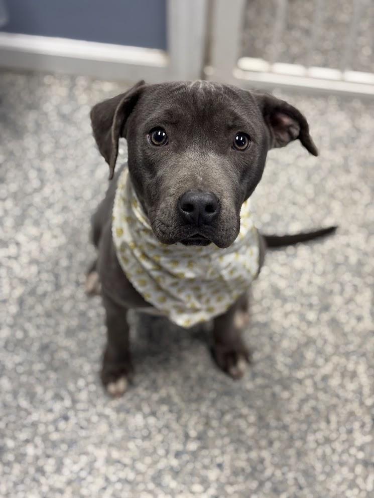 Enlarge Sweetie (25-D0487), a Adoptable Pit Bull Terrier in Laurinburg, NC image 1/5