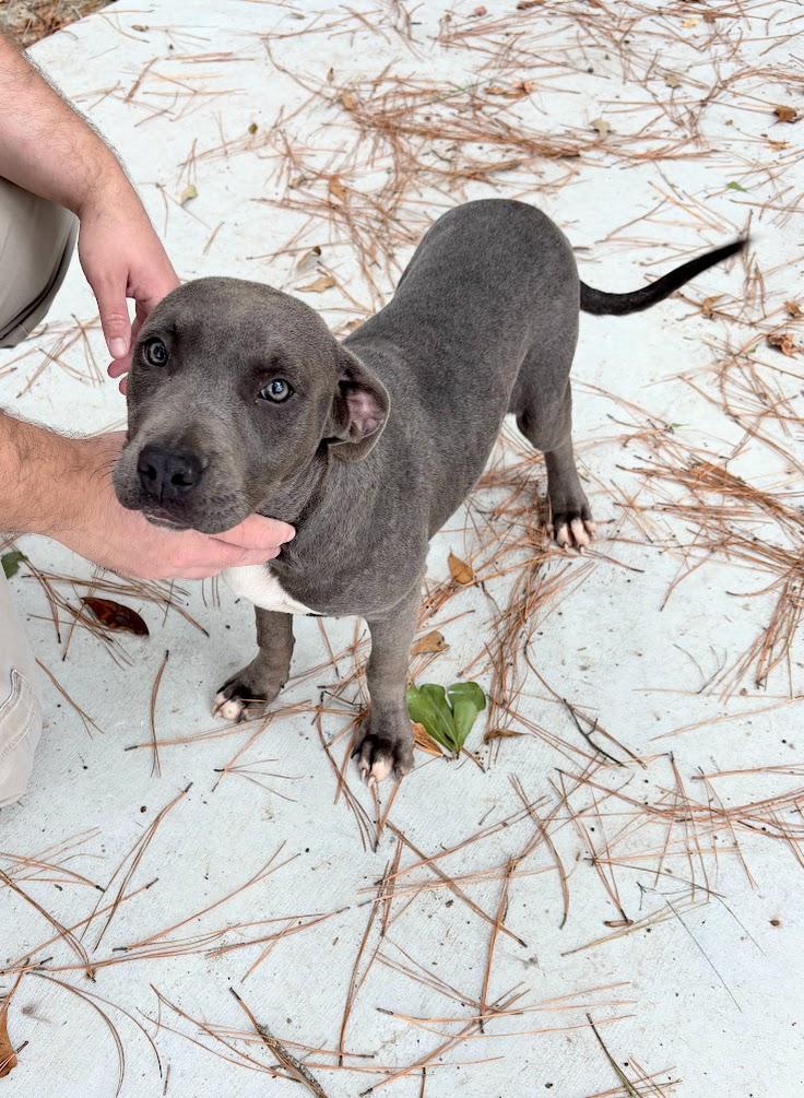 Enlarge Sweetie (25-D0487), a Adoptable Pit Bull Terrier in Laurinburg, NC image 3/4