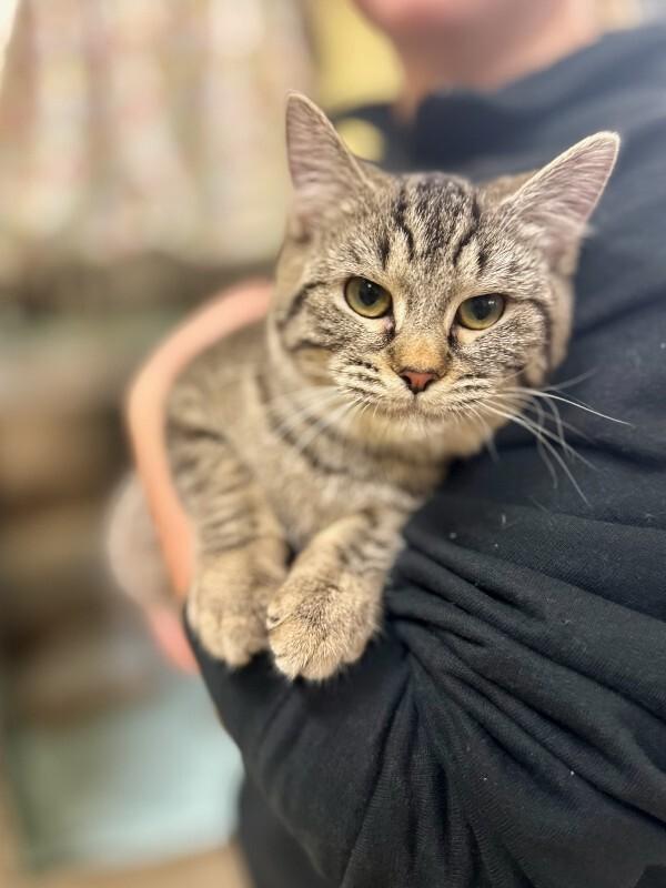 Enlarge Ludacris, a Adoptable Domestic Short Hair in Wooster, OH image 2/2