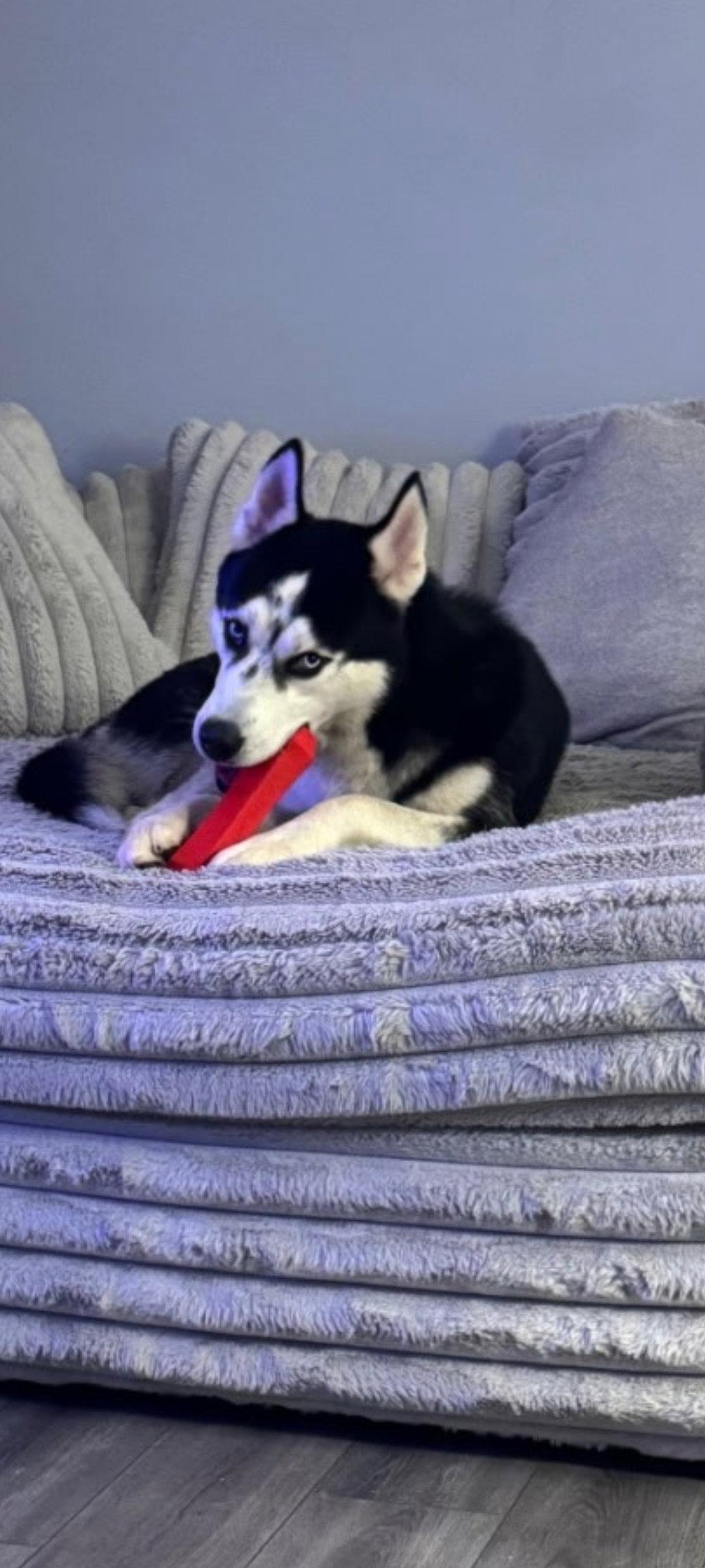 Balto, Adoptable, Young Male Husky.