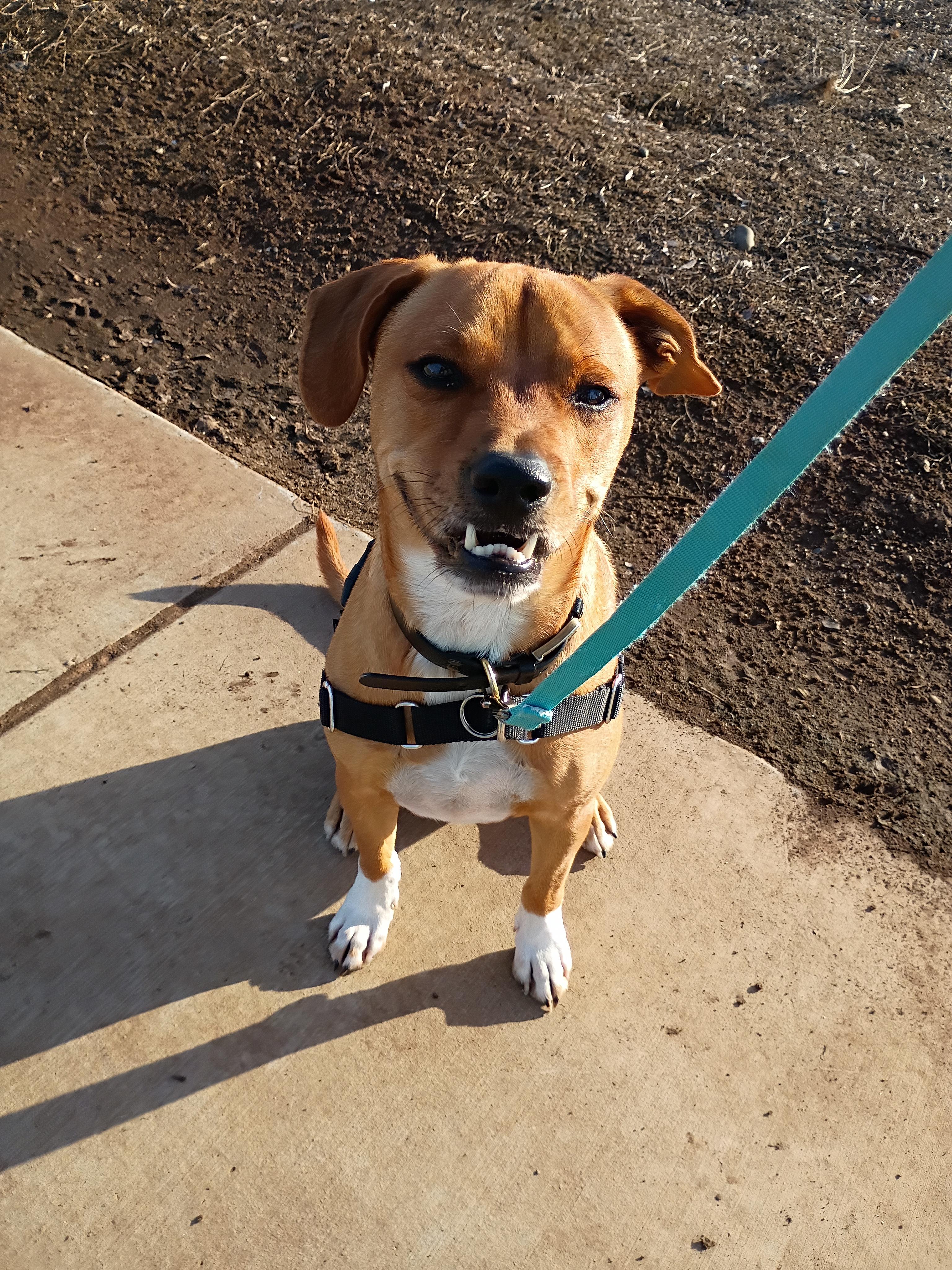 Bugs, Adoptable, Adult Male Pit Bull Terrier & Beagle.