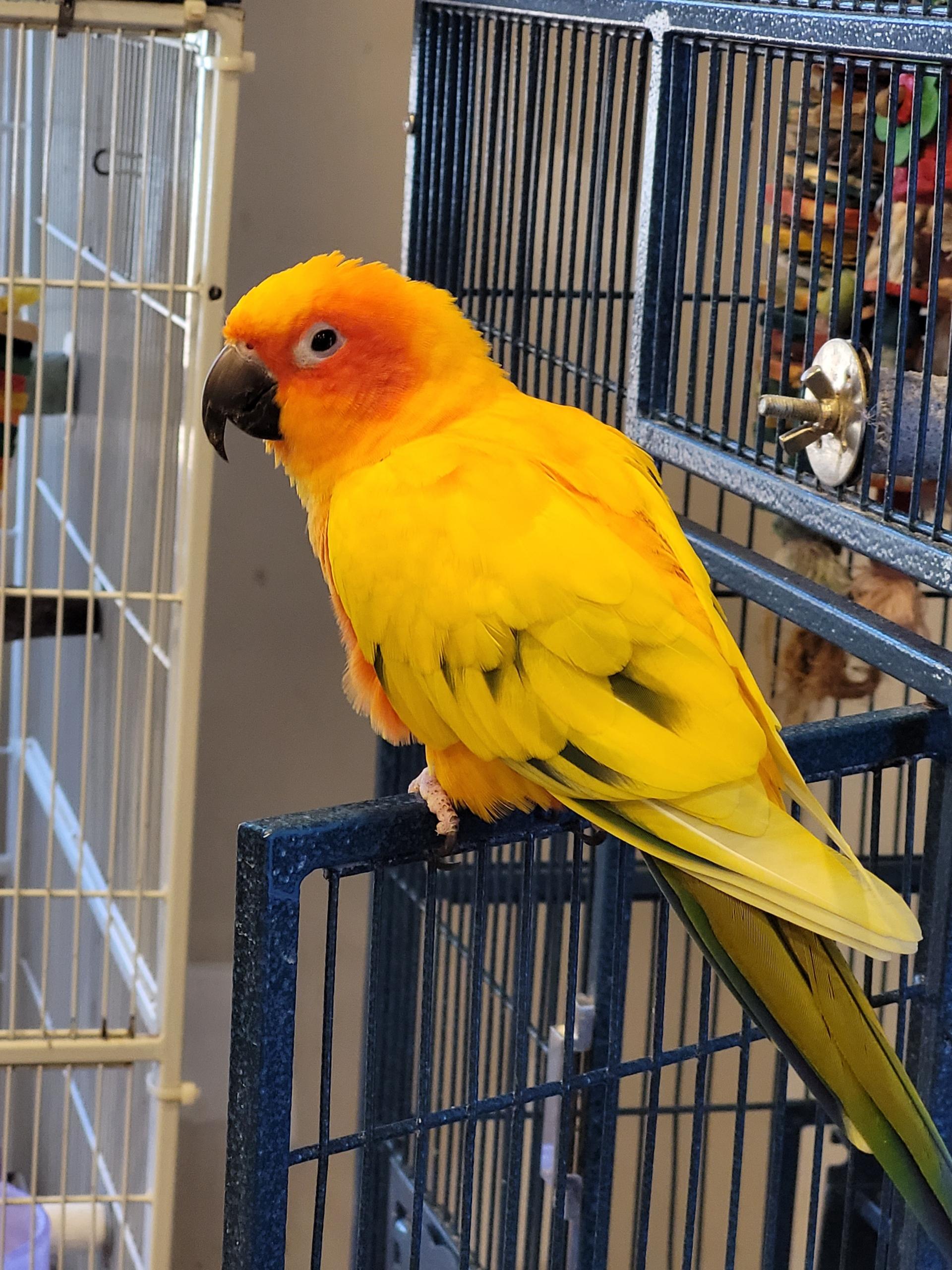 Enlarge Sassy, a Adoptable Conure in Blairstown, NJ image 1/1