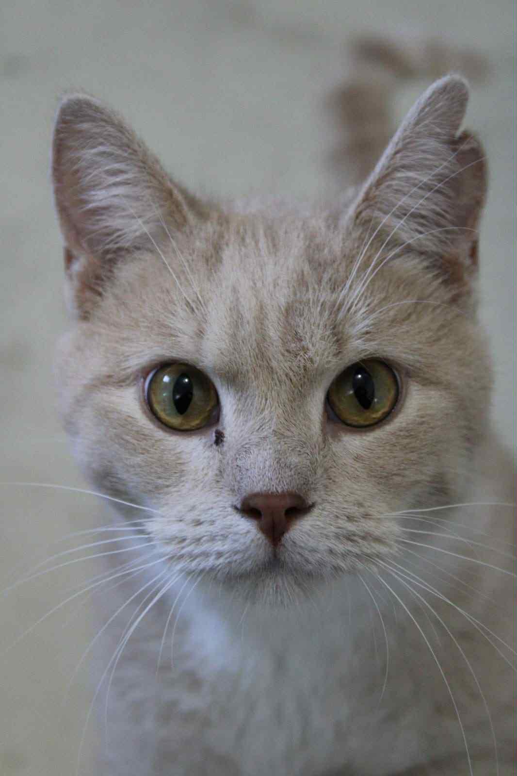 Pet