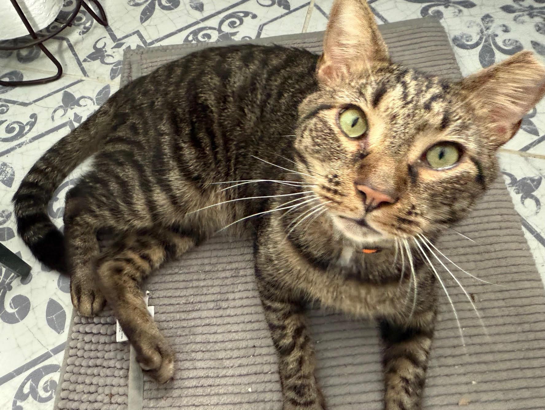 Cheyenne, Adoptable, Adult Male Domestic Short Hair.