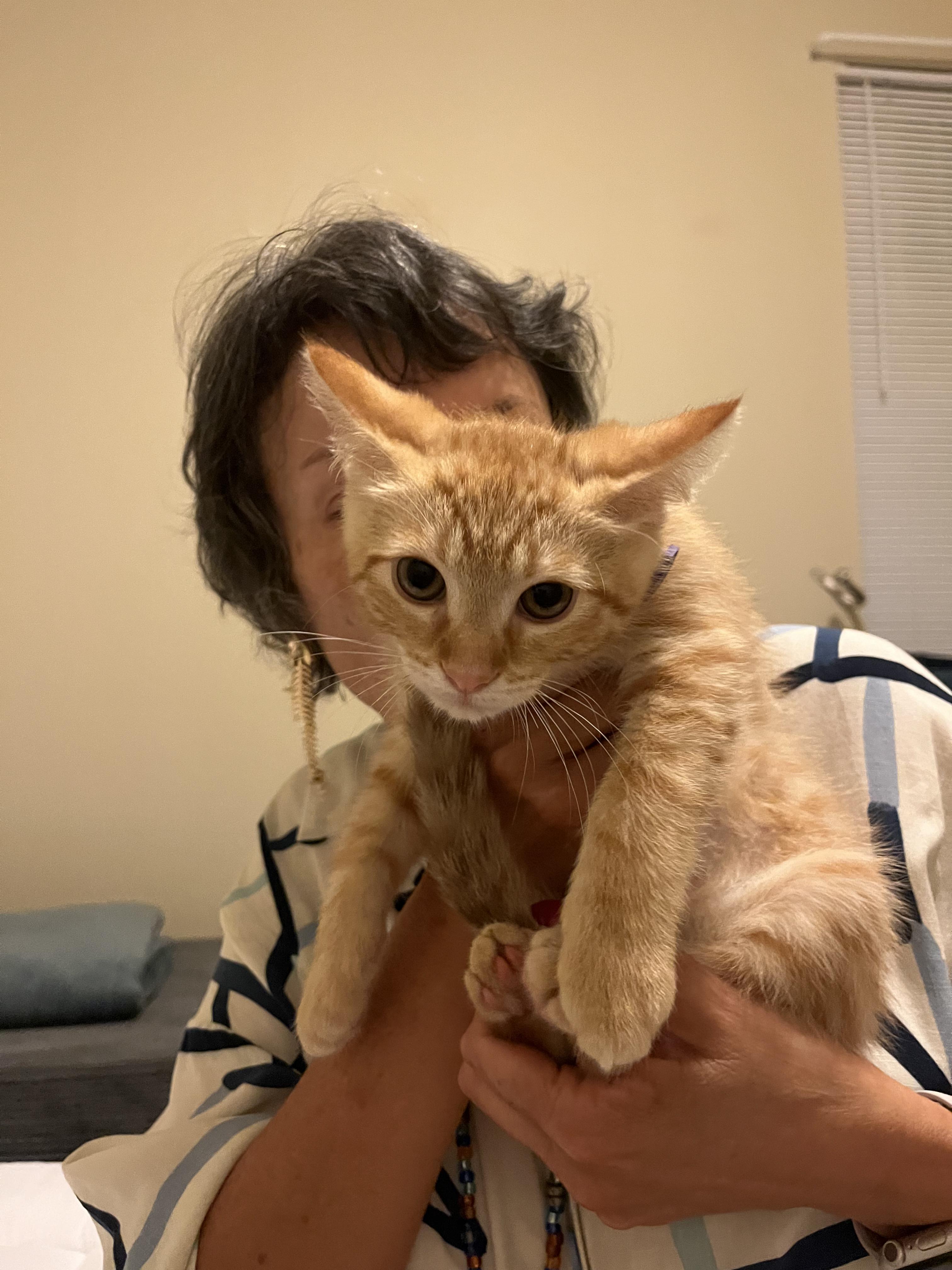 Enlarge Jerry, a ADOPTABLE American Shorthair in Round Rock, TX image 1/3
