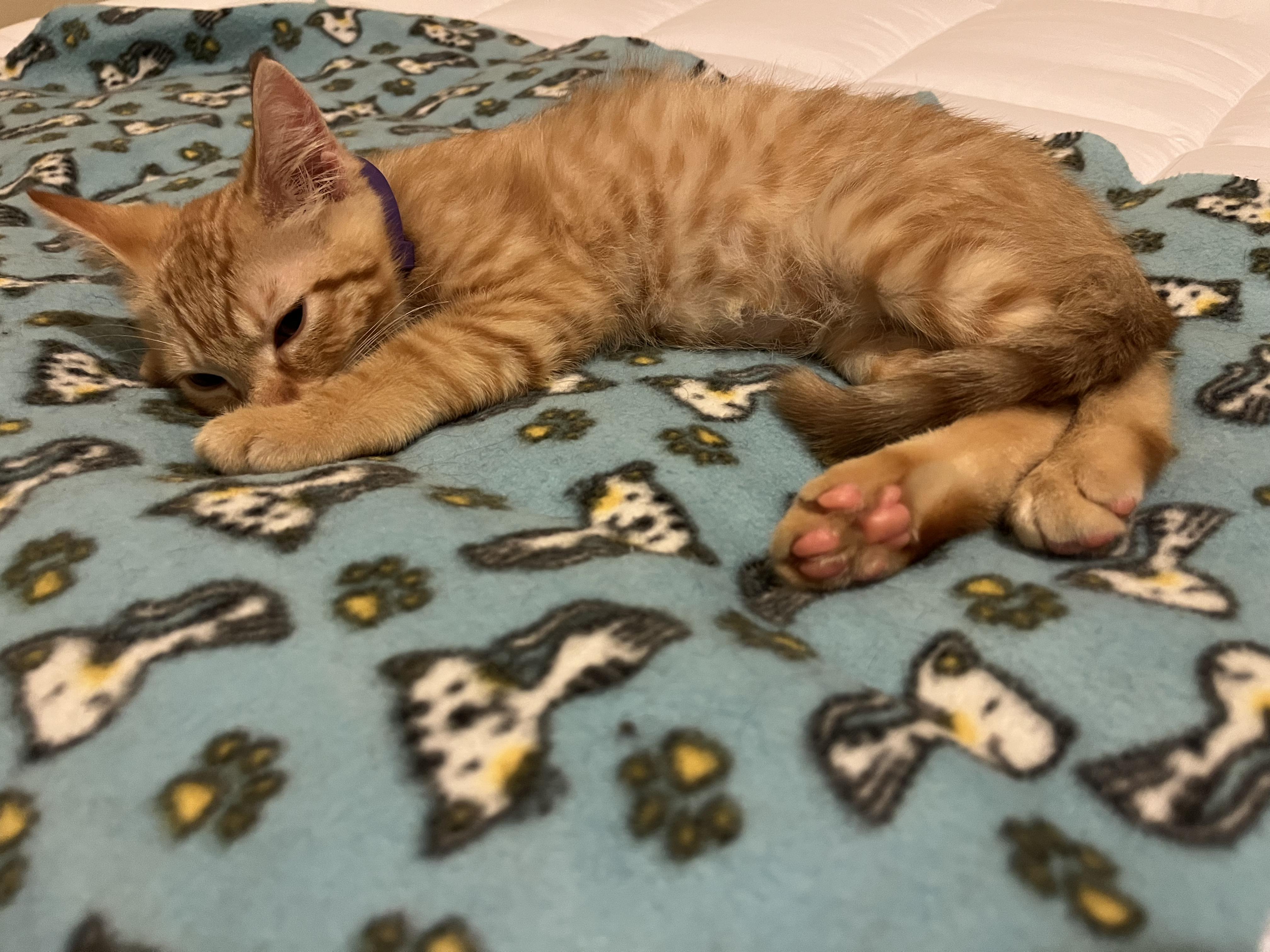 Enlarge Jerry, a ADOPTABLE American Shorthair in Round Rock, TX image 3/3