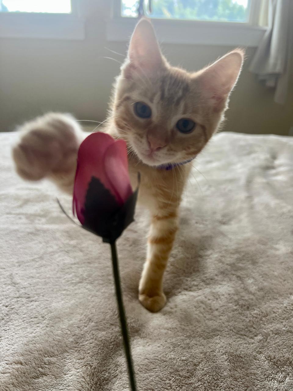 Enlarge Jerry, a ADOPTABLE American Shorthair in Round Rock, TX image 2/3