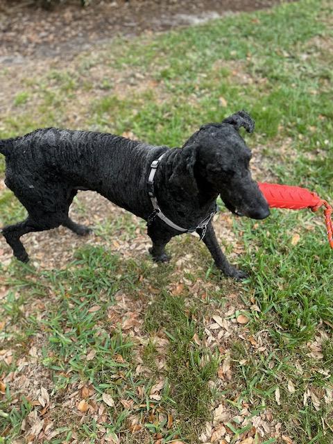 Enlarge Boudreaux, a ADOPTABLE Standard Poodle in Maitland, FL image 5/5